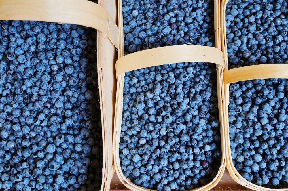 Ontario Blueberries