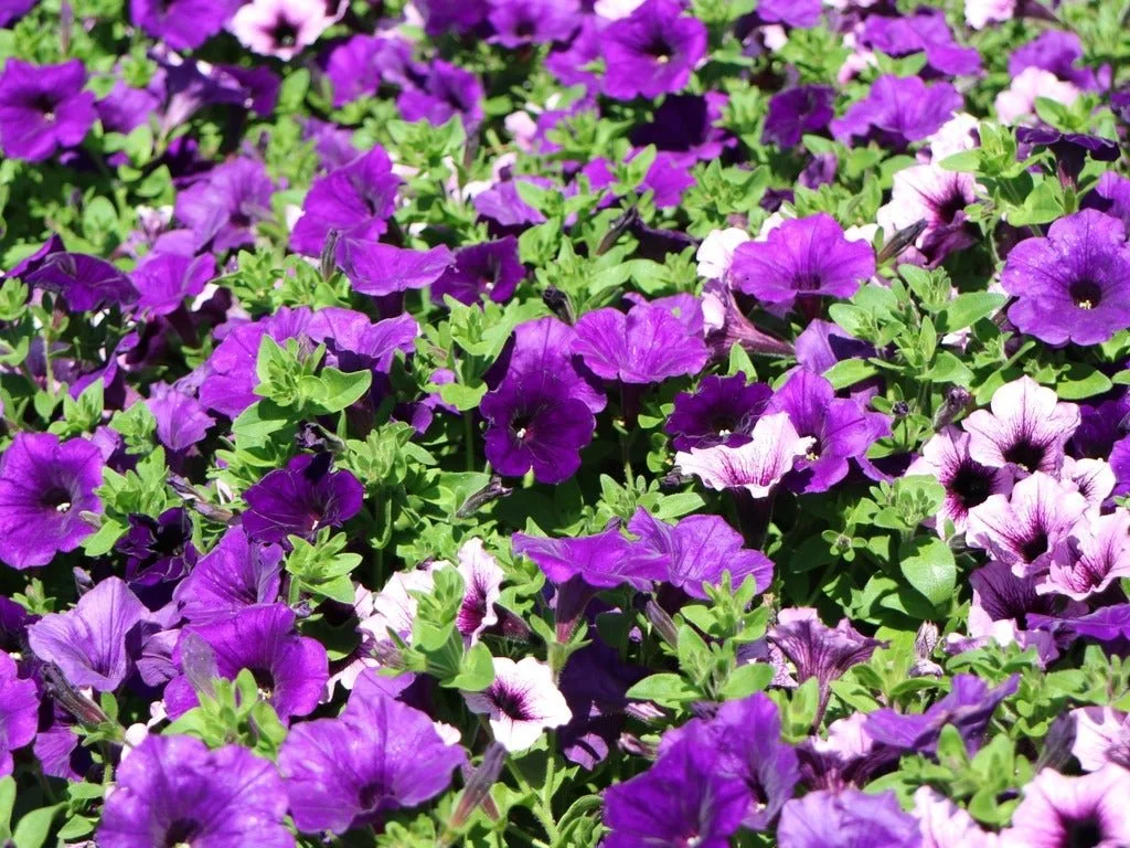 Petunia