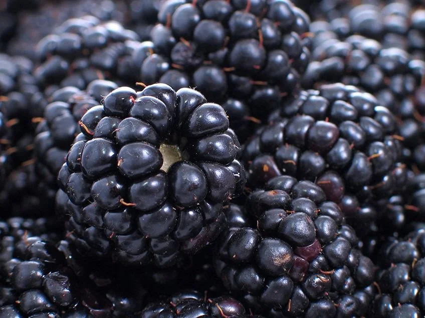 Ontario Blackberries