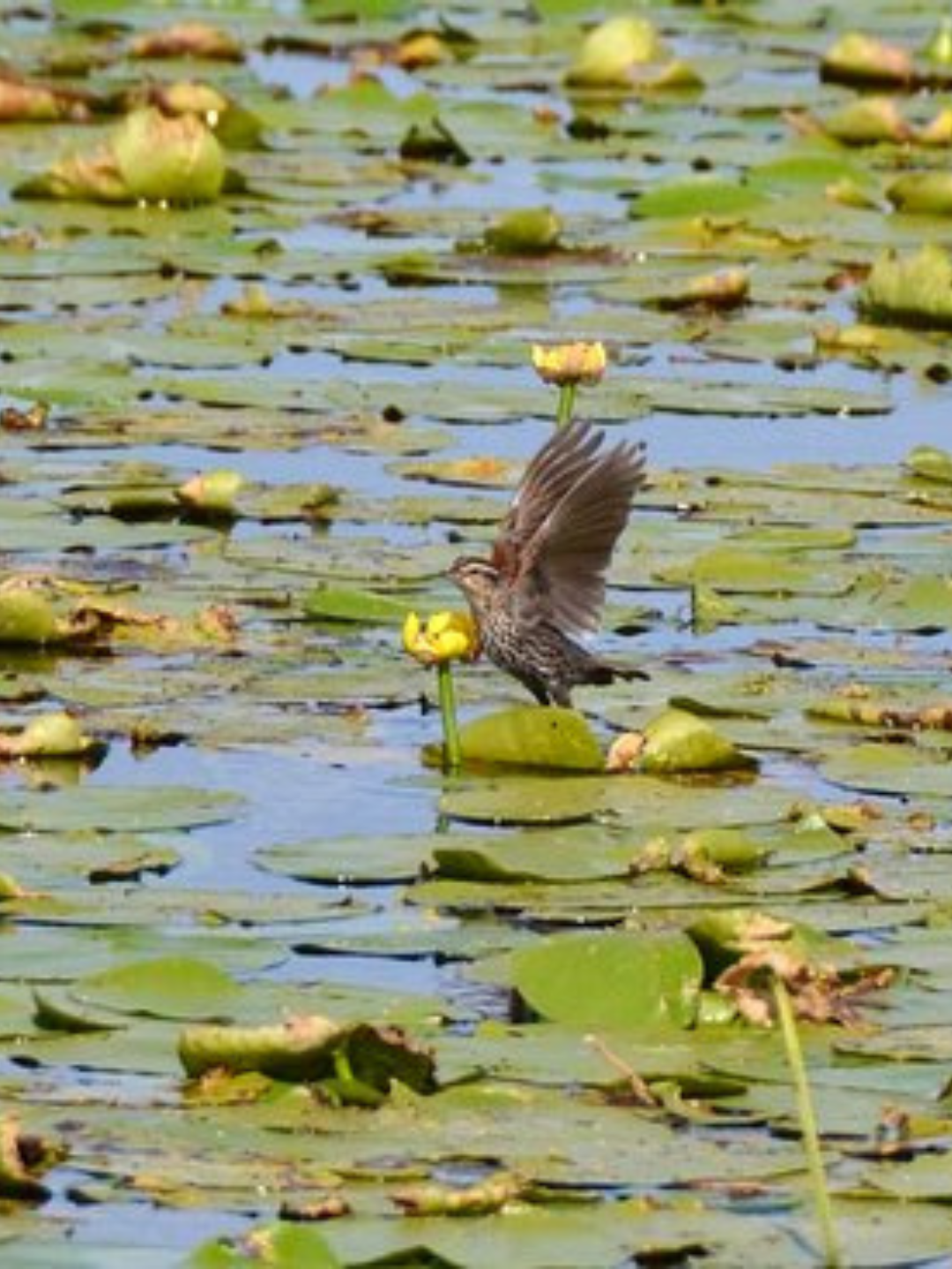 Tiny Marsh Provincial Wildlife Area