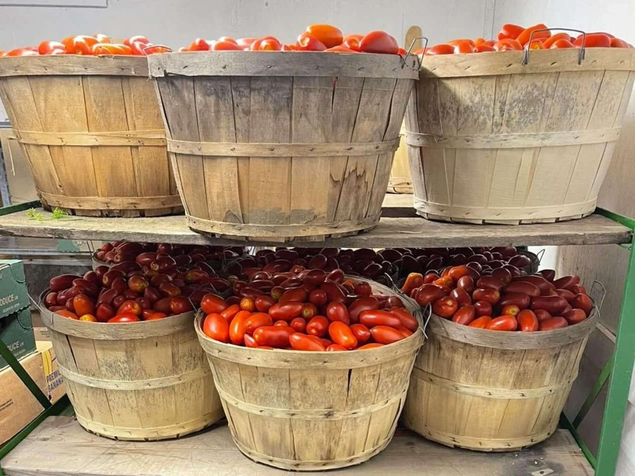Bushel of premium San Marzano tomatoes for sauce making at Orchard Fruit Market