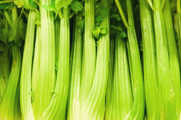 Ontario Celery