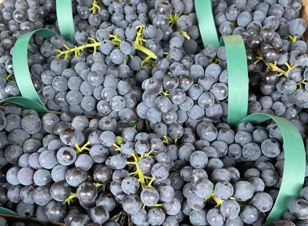 Ontario Concord Grapes