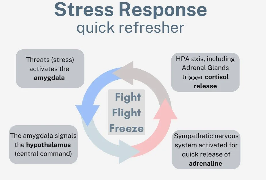 A diagram illustrating the stress response cycle, showing stages of fight, flight, and freeze reactions. The cycle includes threats activating the amygdala, the hypothalamus signaling, the HPA axis releasing cortisol, and the sympathetic nervous system releasing adrenaline.