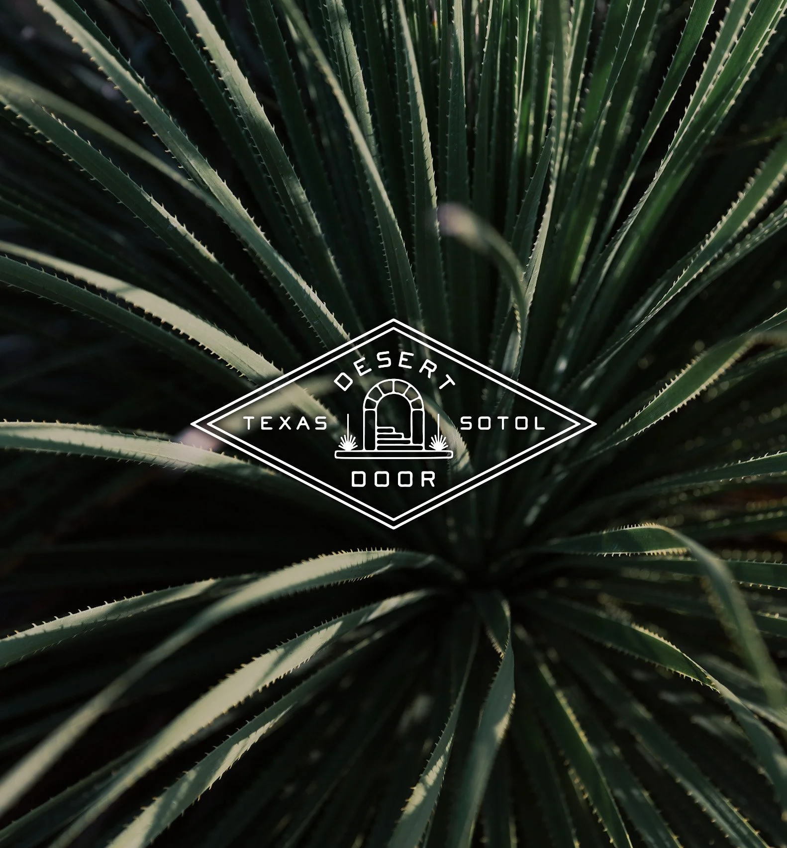 French-Fox-Design-Desert-Door-Texas-Sotol-Plant-1.jpg