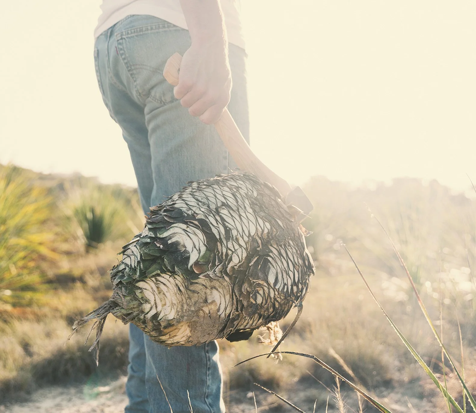 French Fox Design: Desert Door Texas Sotol, Lifestyle Photography: Man in Jeans Holding Texas Sotol Plant with Hatchet