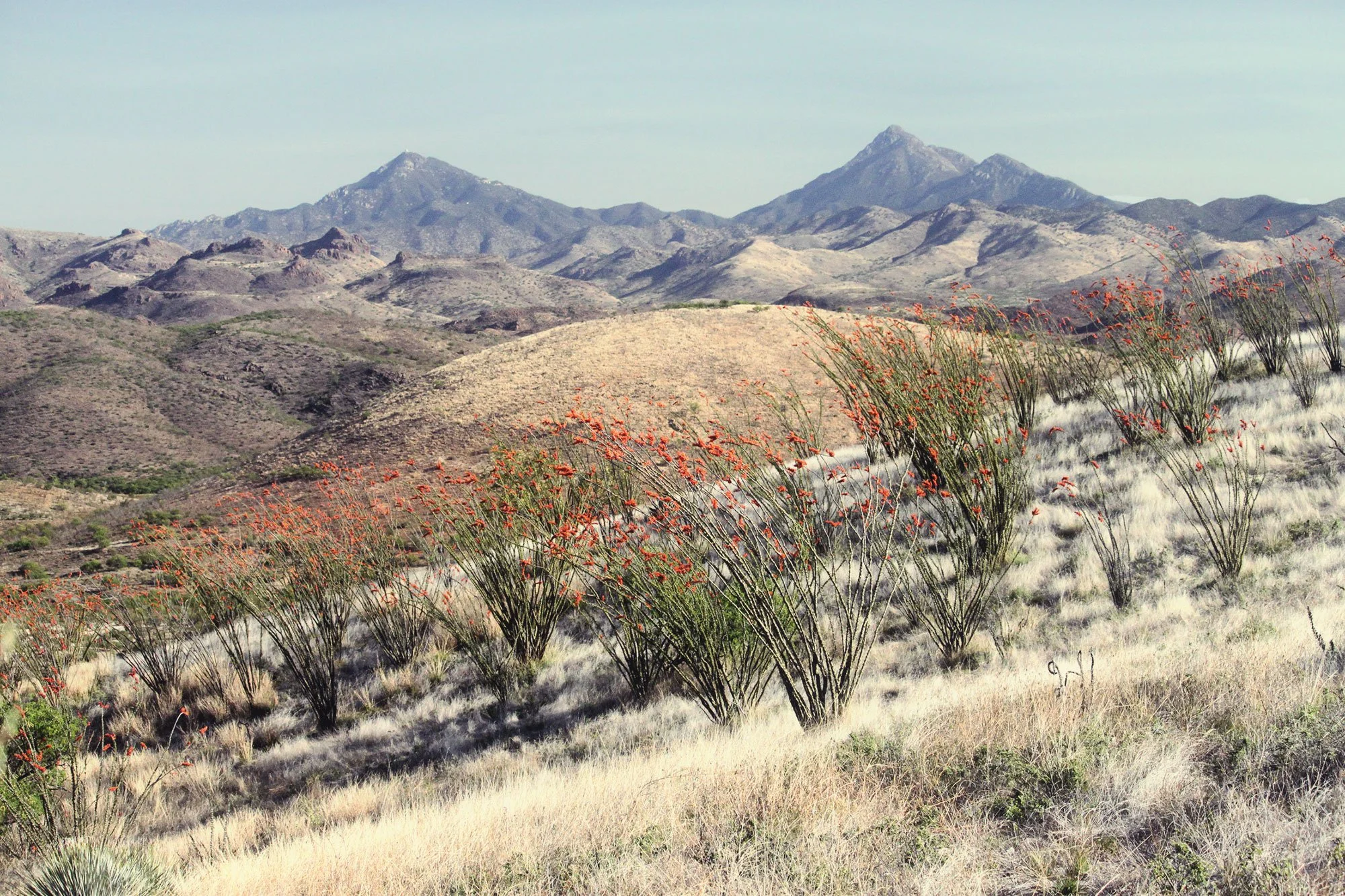 French Fox Design: Chisos Brewing, Blooming Ocotillo Desert Landscape Big Bend National Park