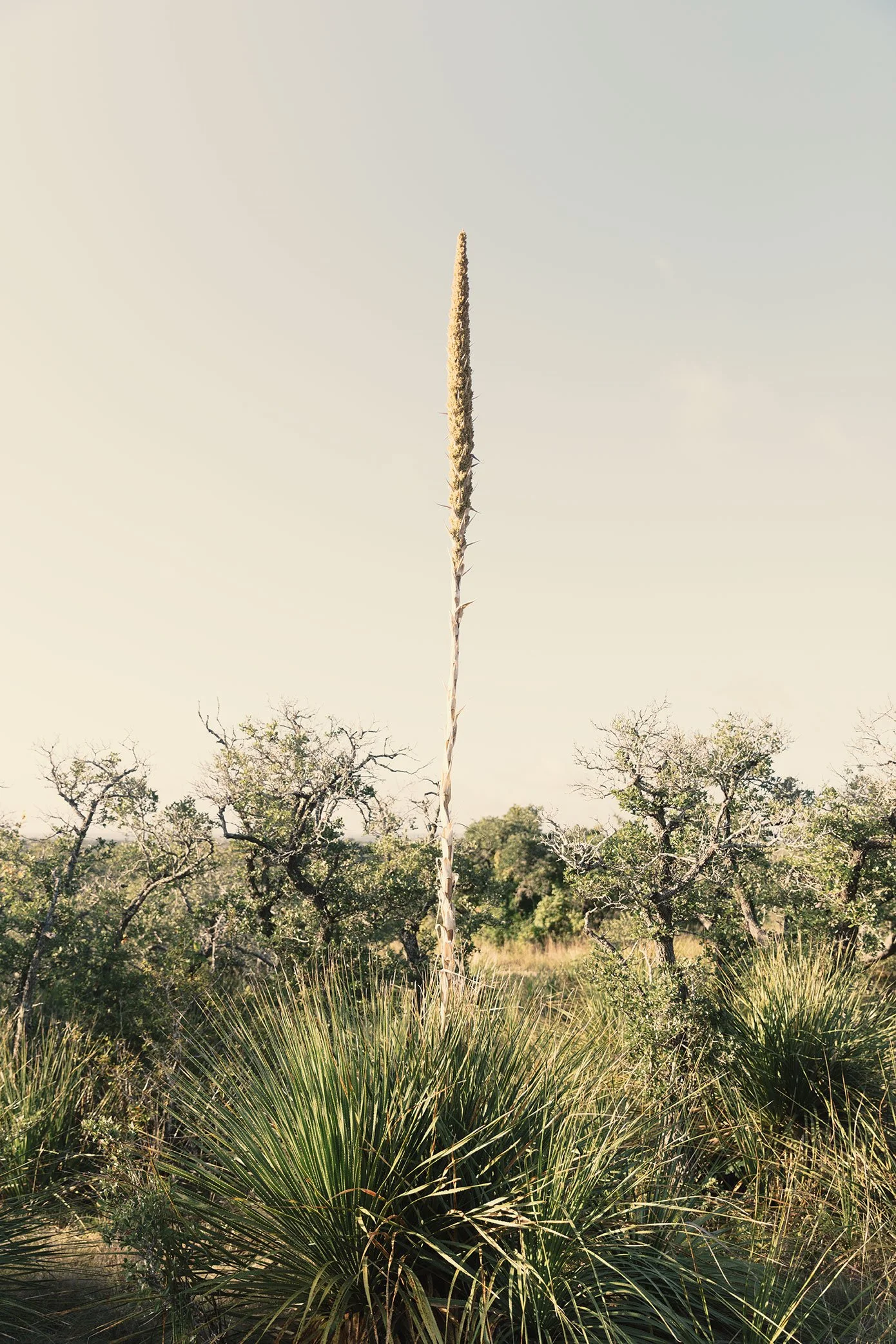 French Fox Design: Desert Door Texas Sotol Photography: Texas Sotol Plant