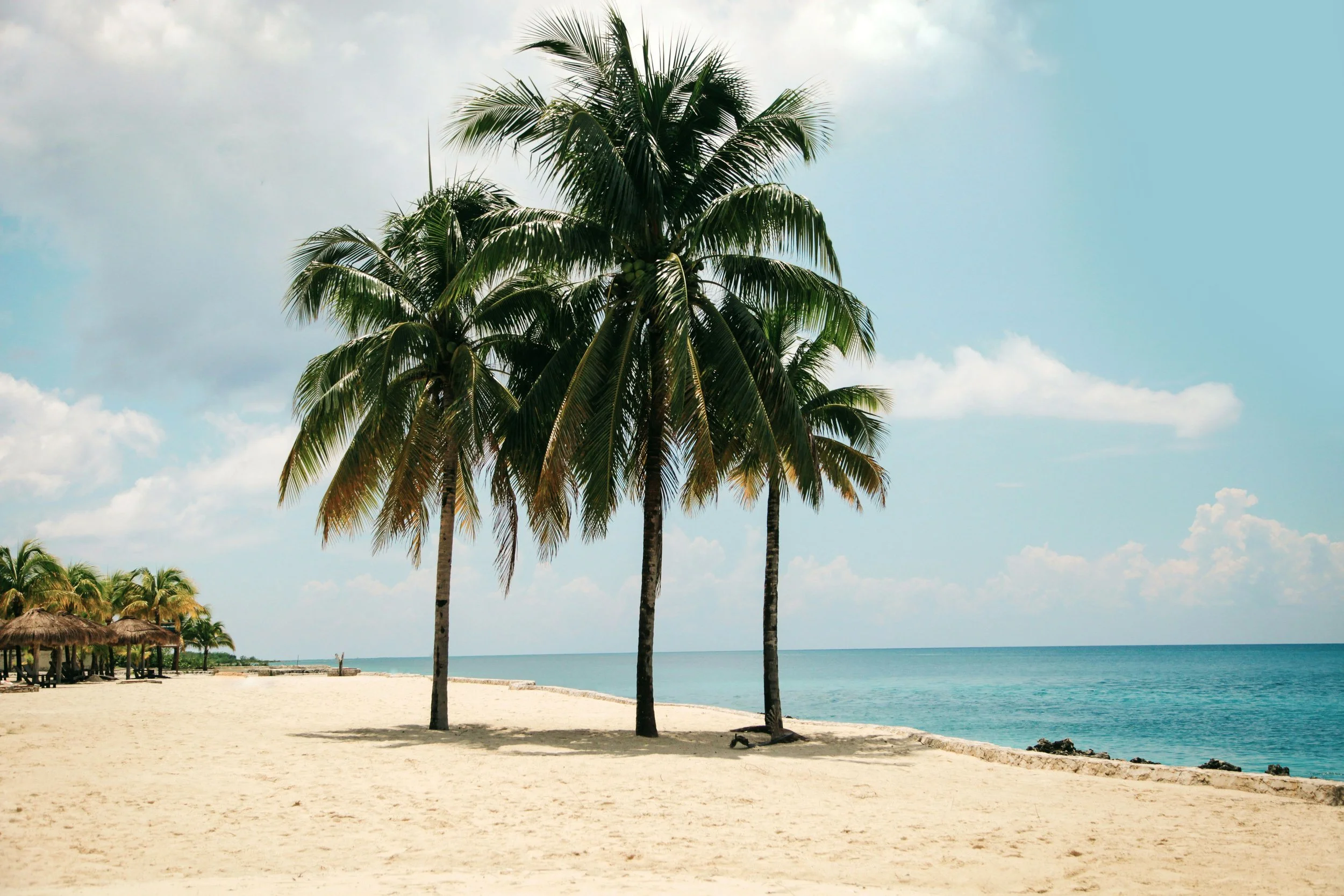 French Fox Design: Ndygo by Les Bohèmes, Palm Trees in Carribean