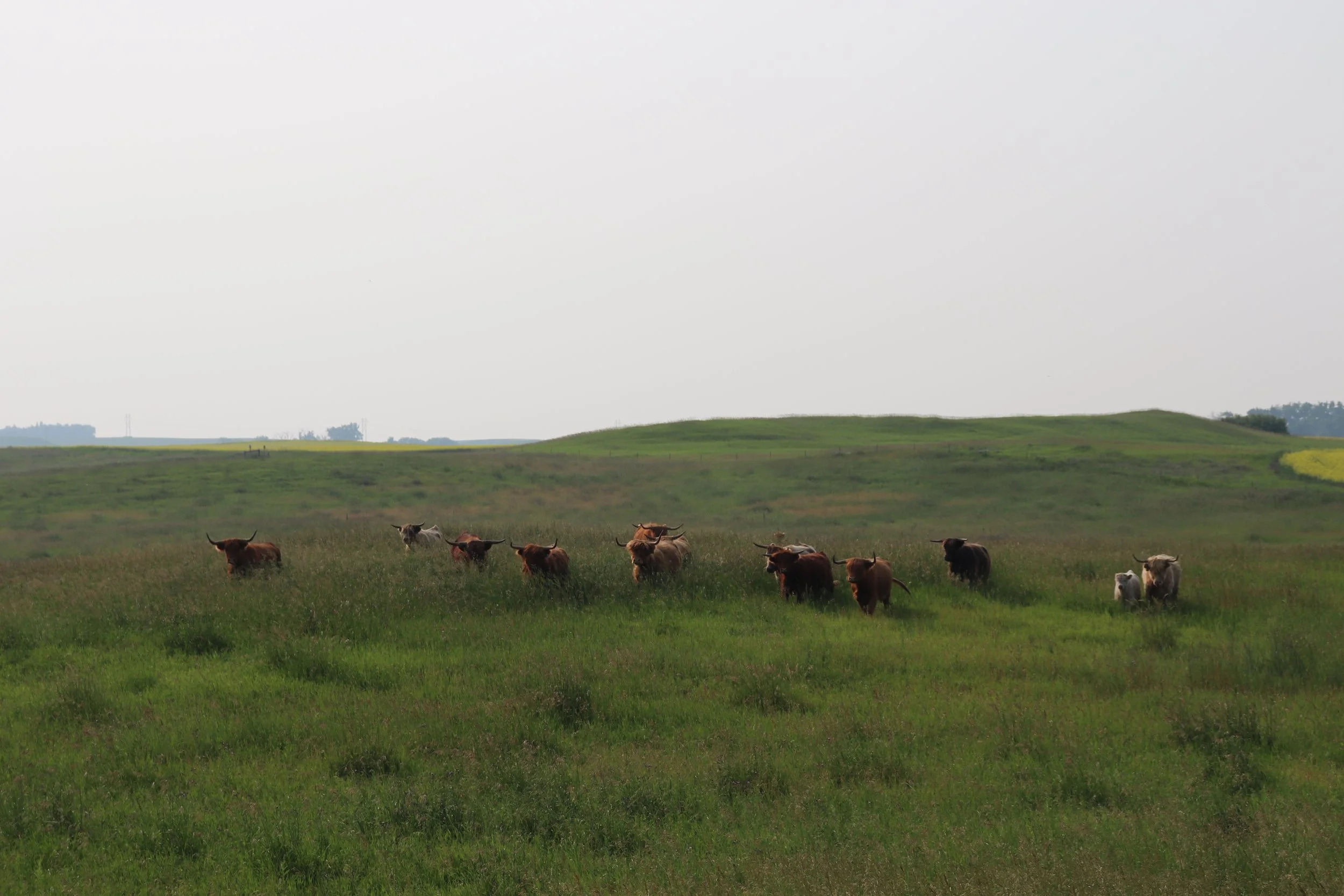 Cows.JPG