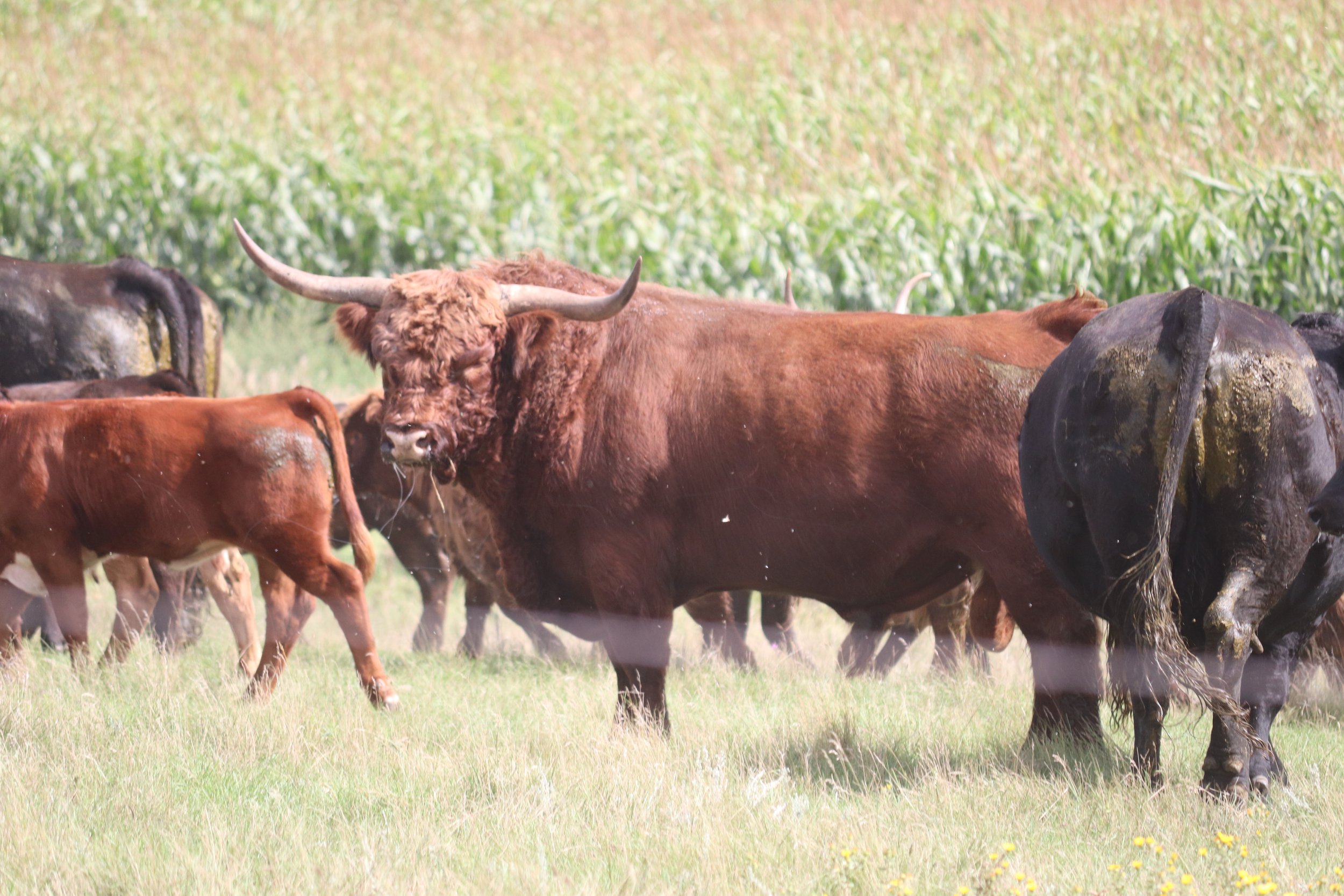 Sire - LSK Chestnut