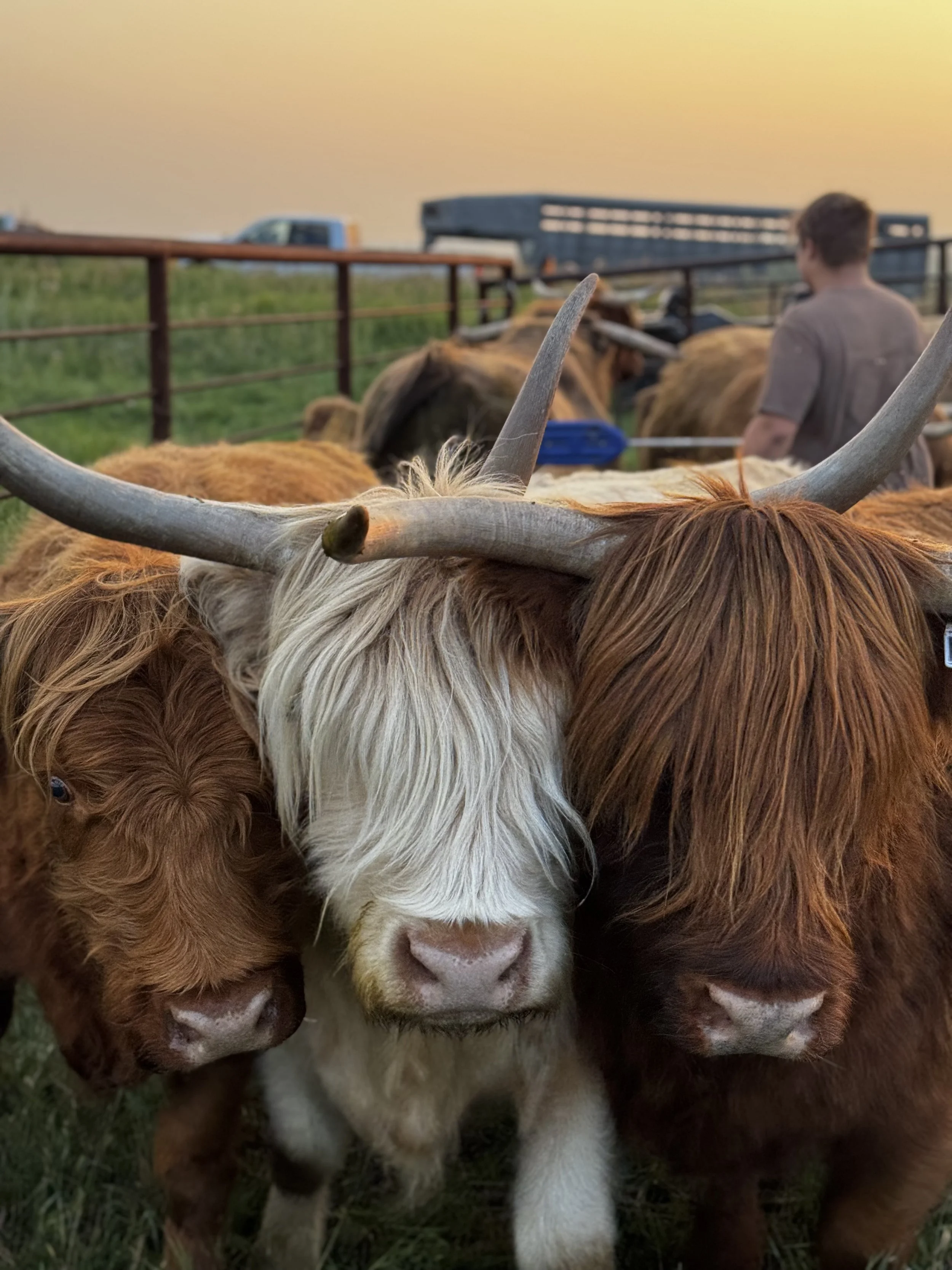 Cows.jpg