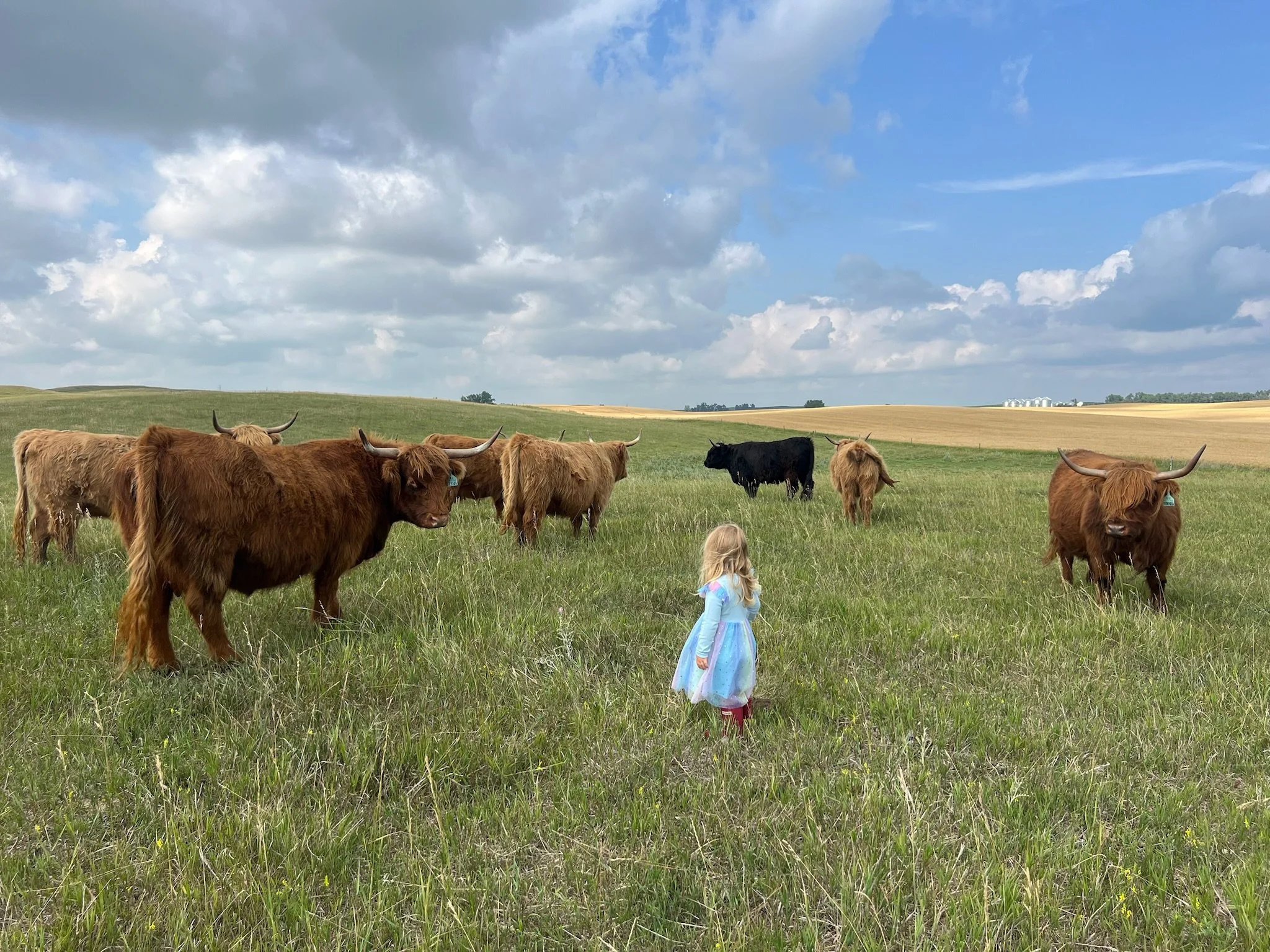 Cows + Lola.JPG