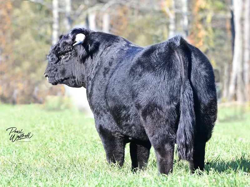 Sire - Highland Spice Hickory 59533