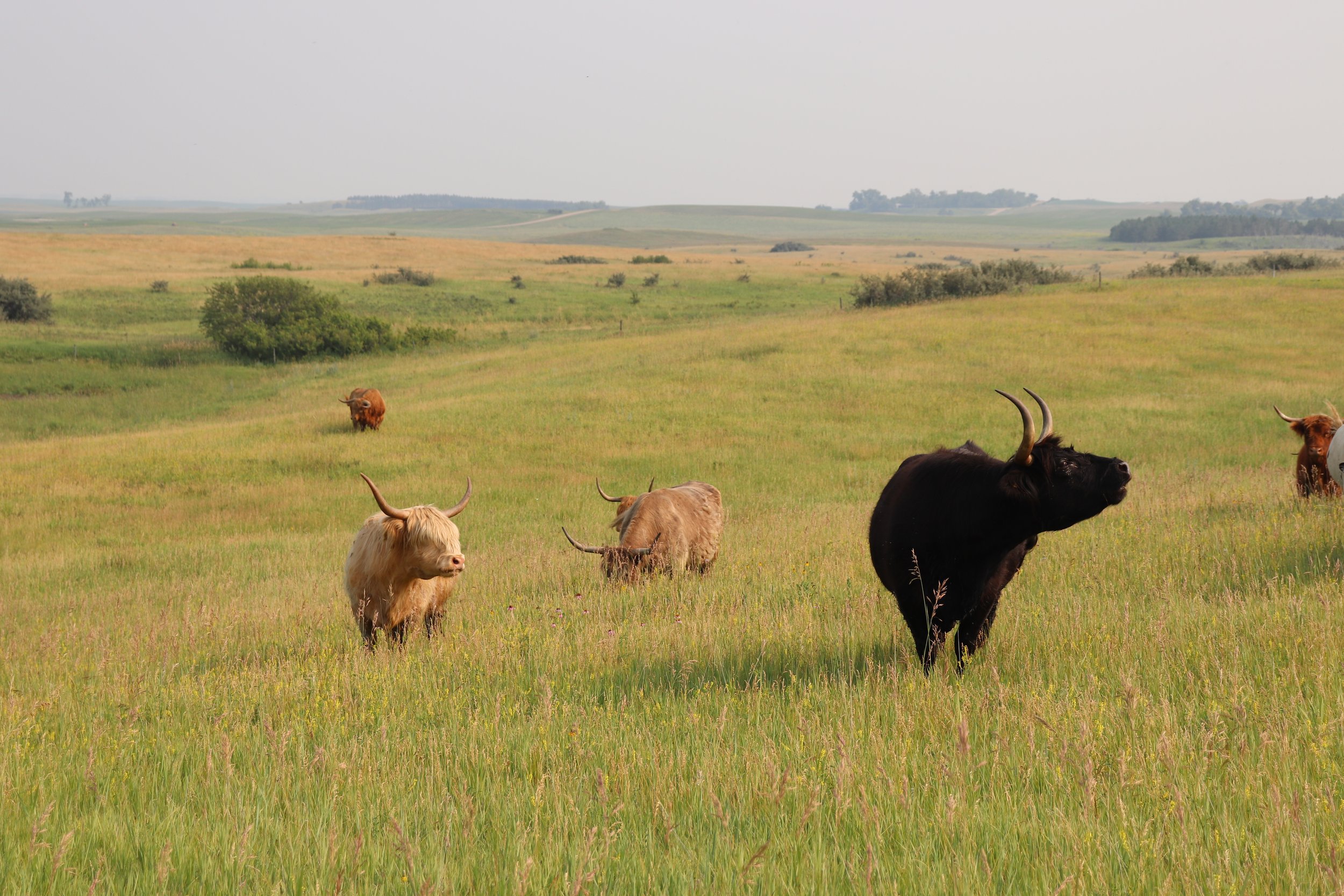 Cows.JPG