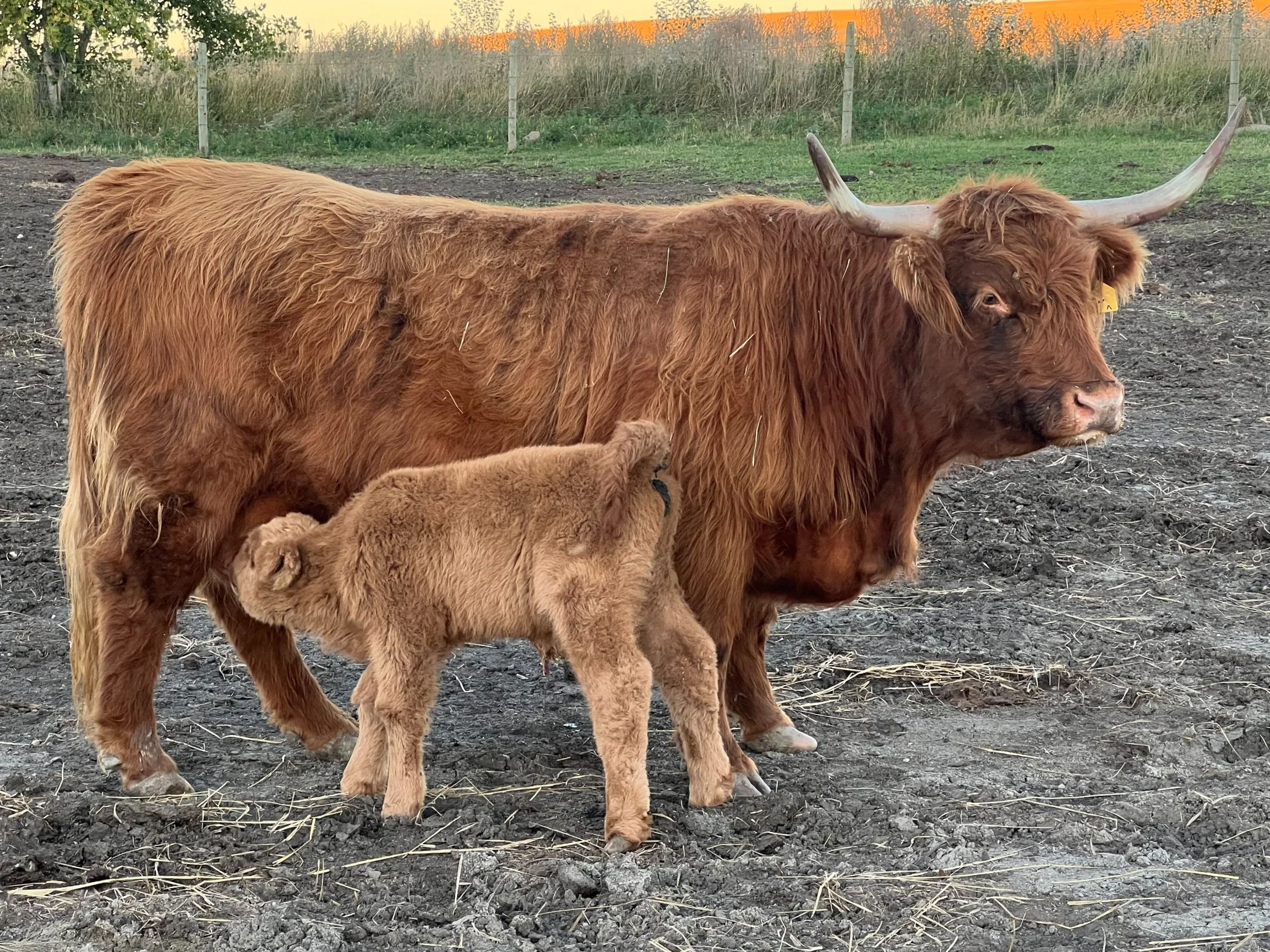 freesia and calf.jpg