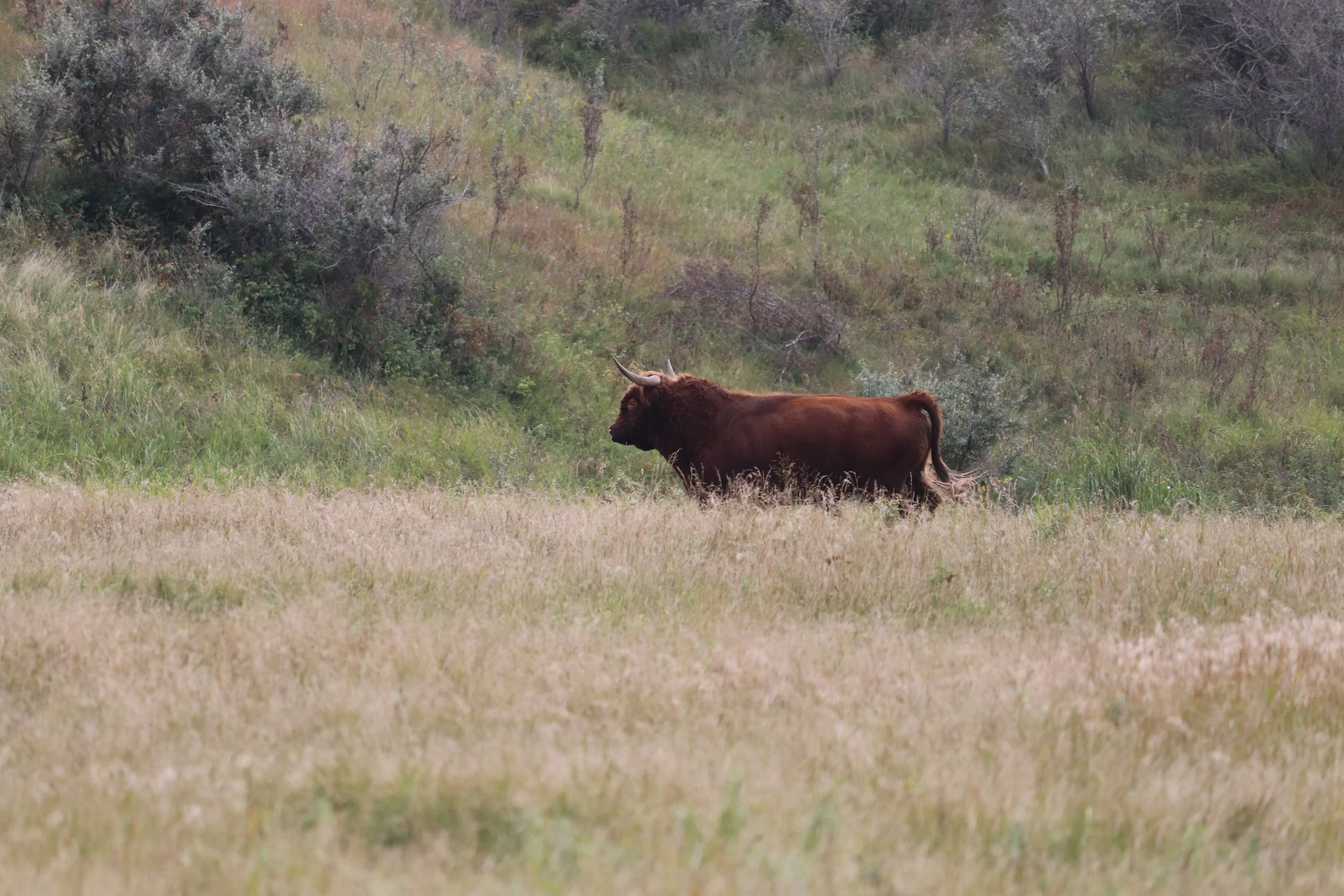 Sire - LSK Chestnut