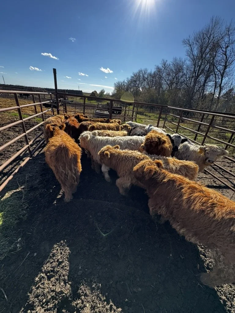 Calves.jpeg