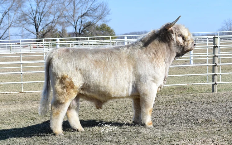 Sire - WL Genesis 59067