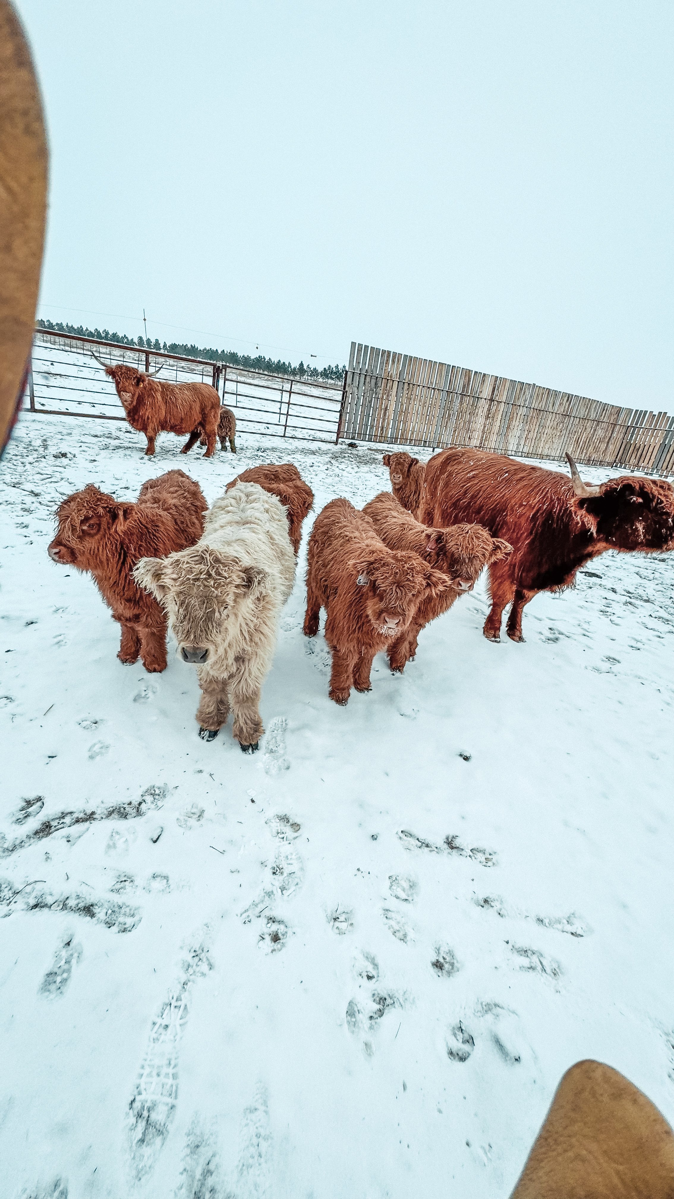 Calves.JPG