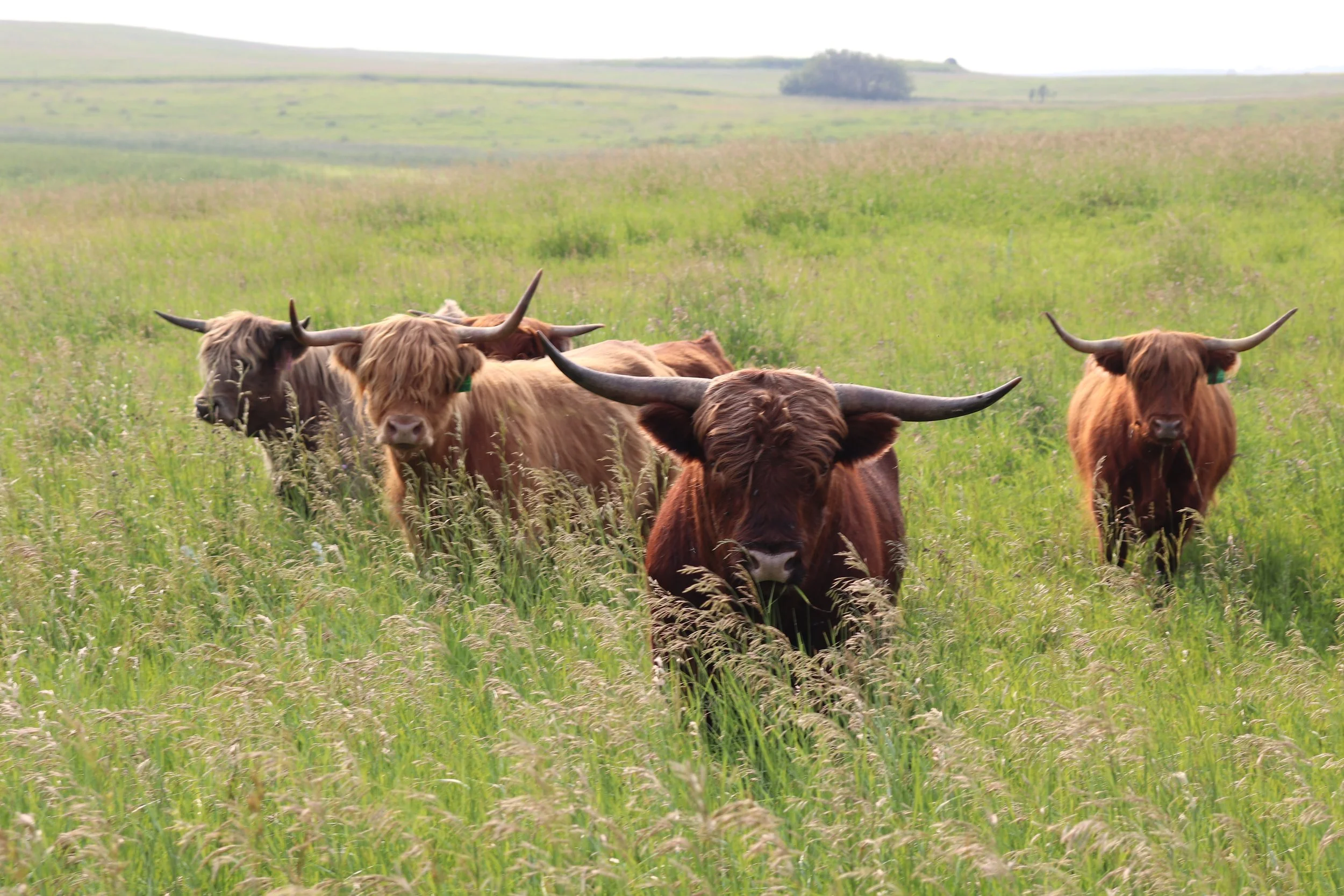chestnut + cows.JPG