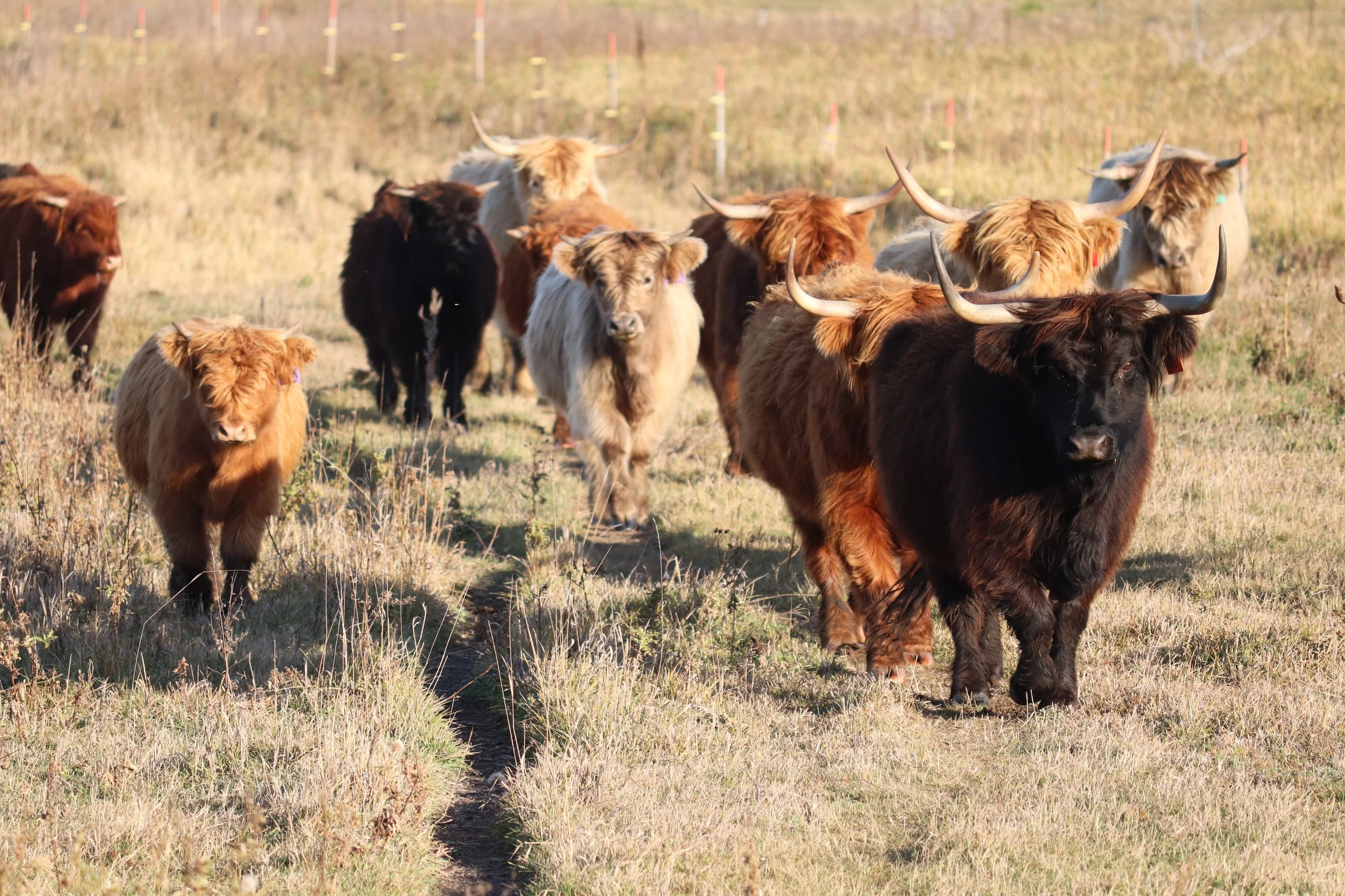 cows.JPG