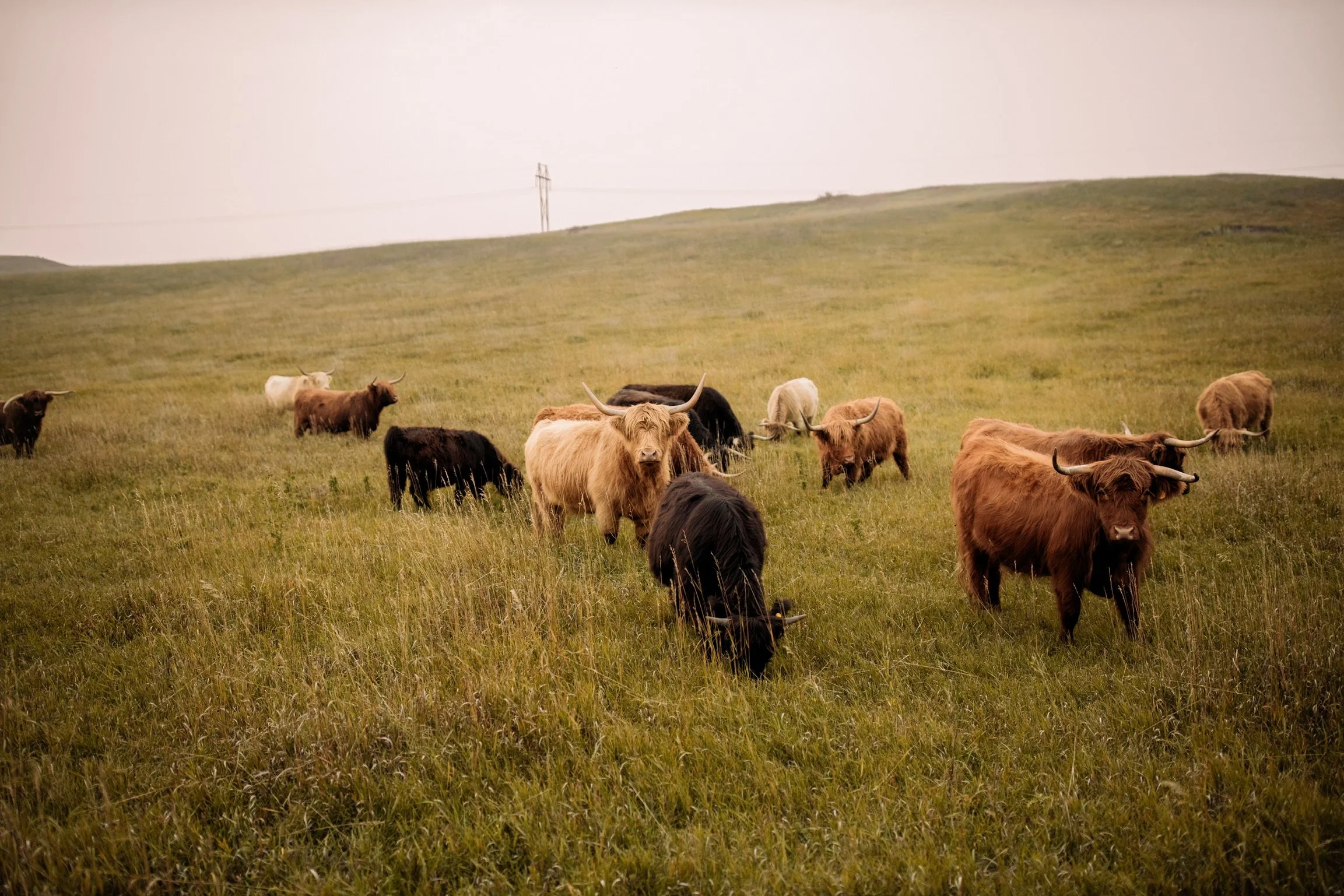 Cows.JPG