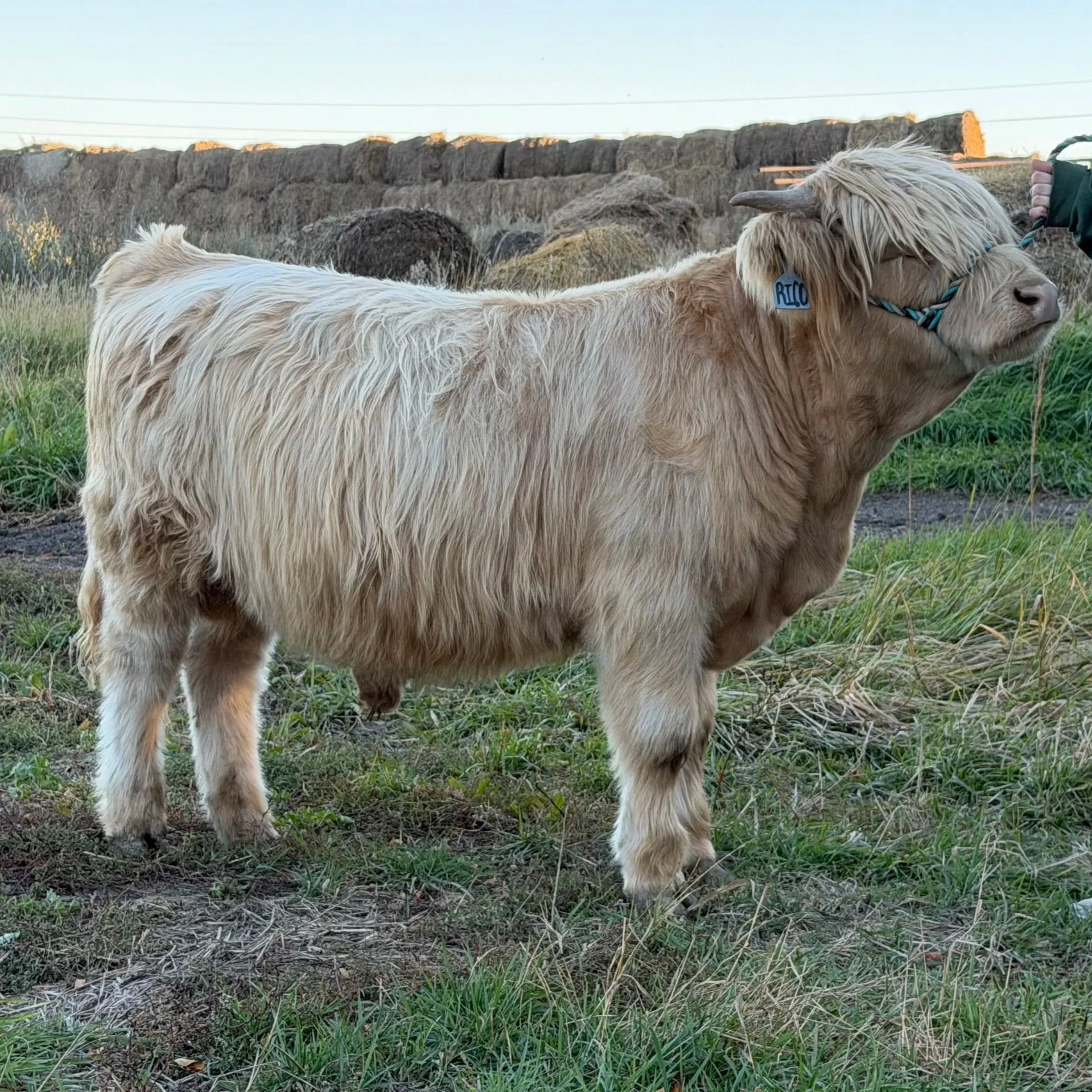 Lot 18: Rico of Crocus Hill - 73147