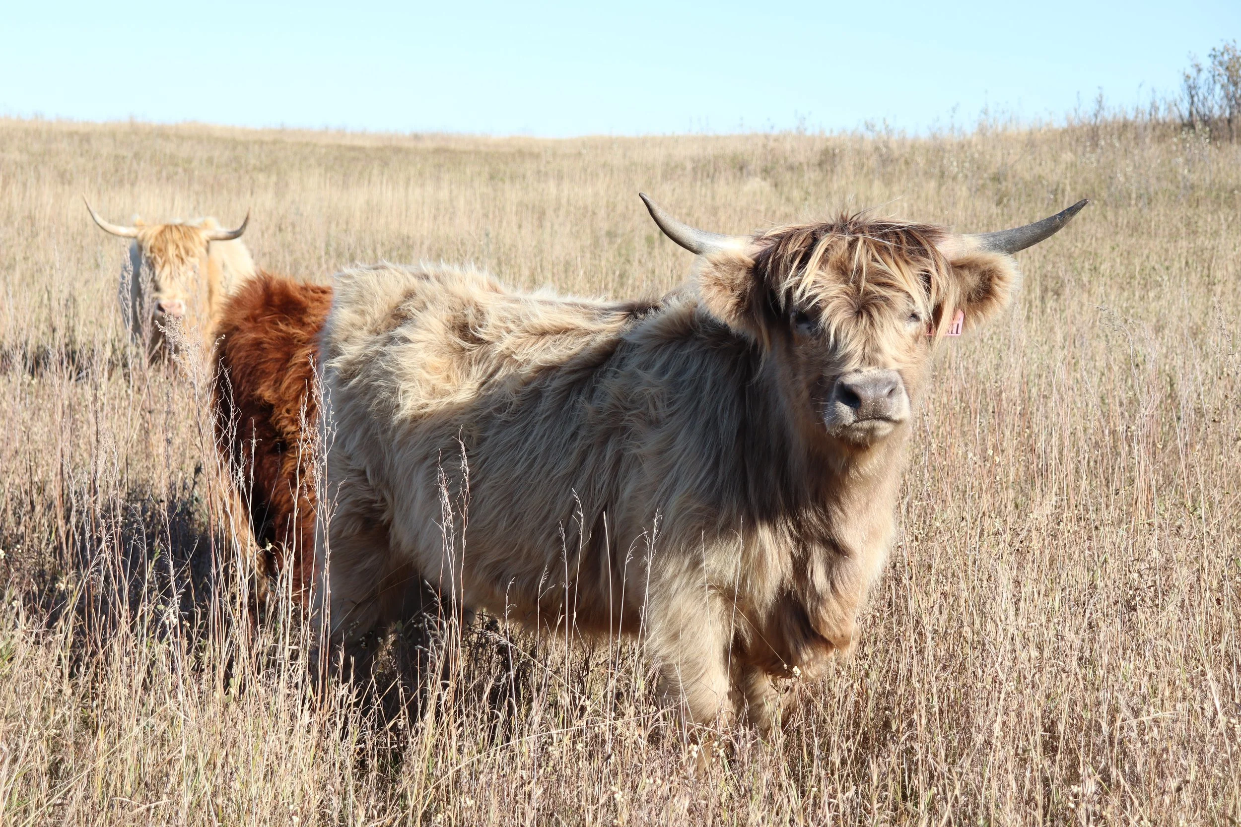 kestrel front best.JPG