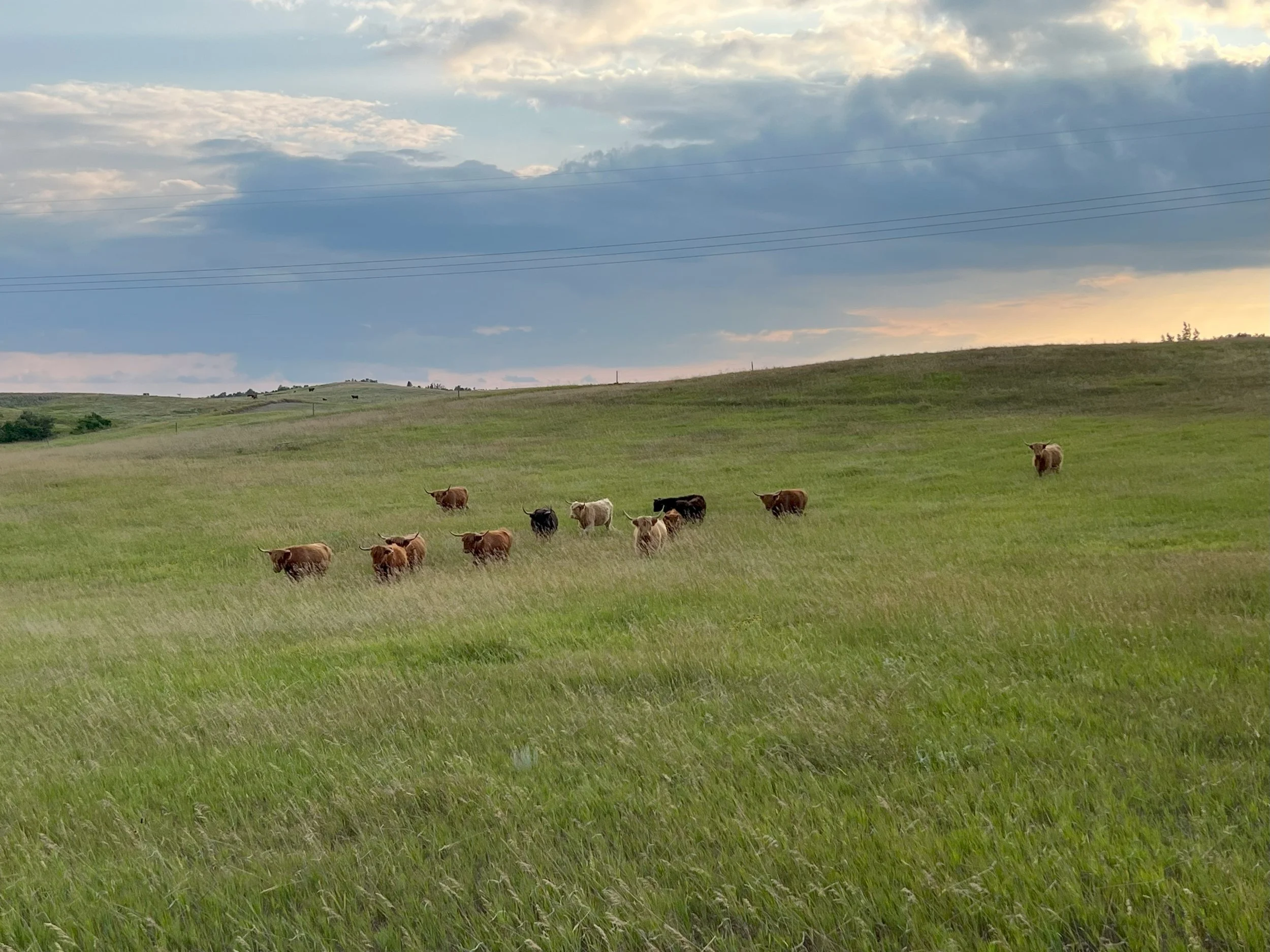 cows.jpg