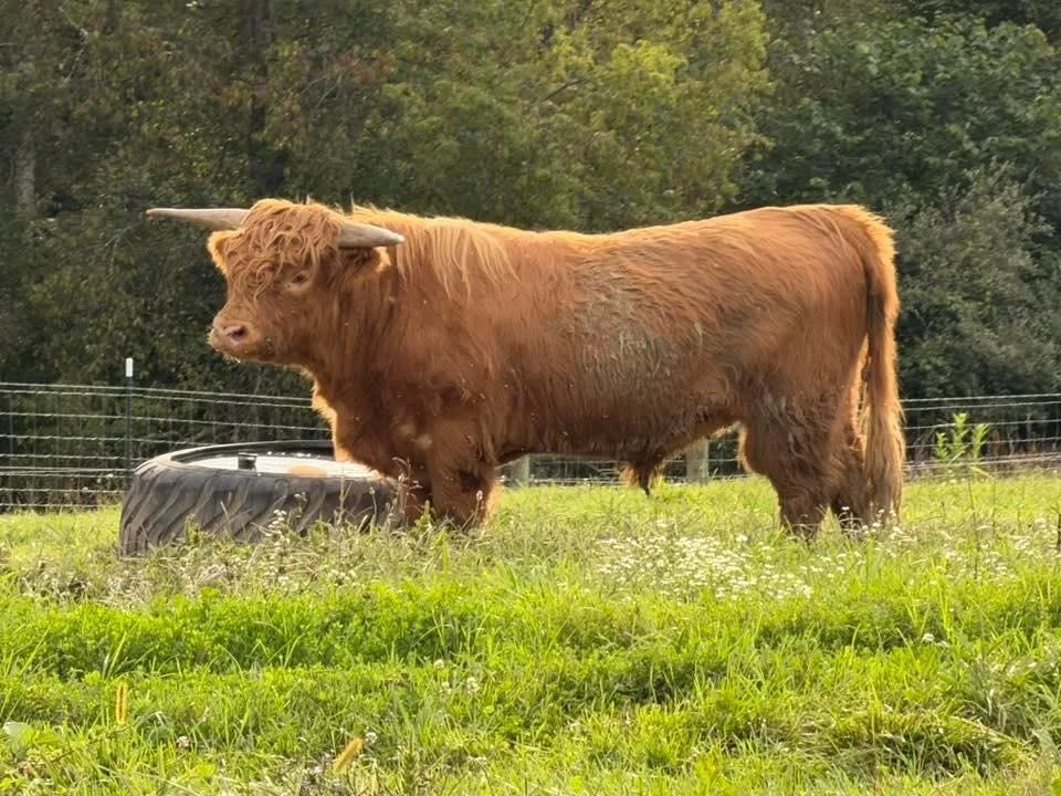 Maternal Sibling - Nacho of Crocus Hill - 70,921