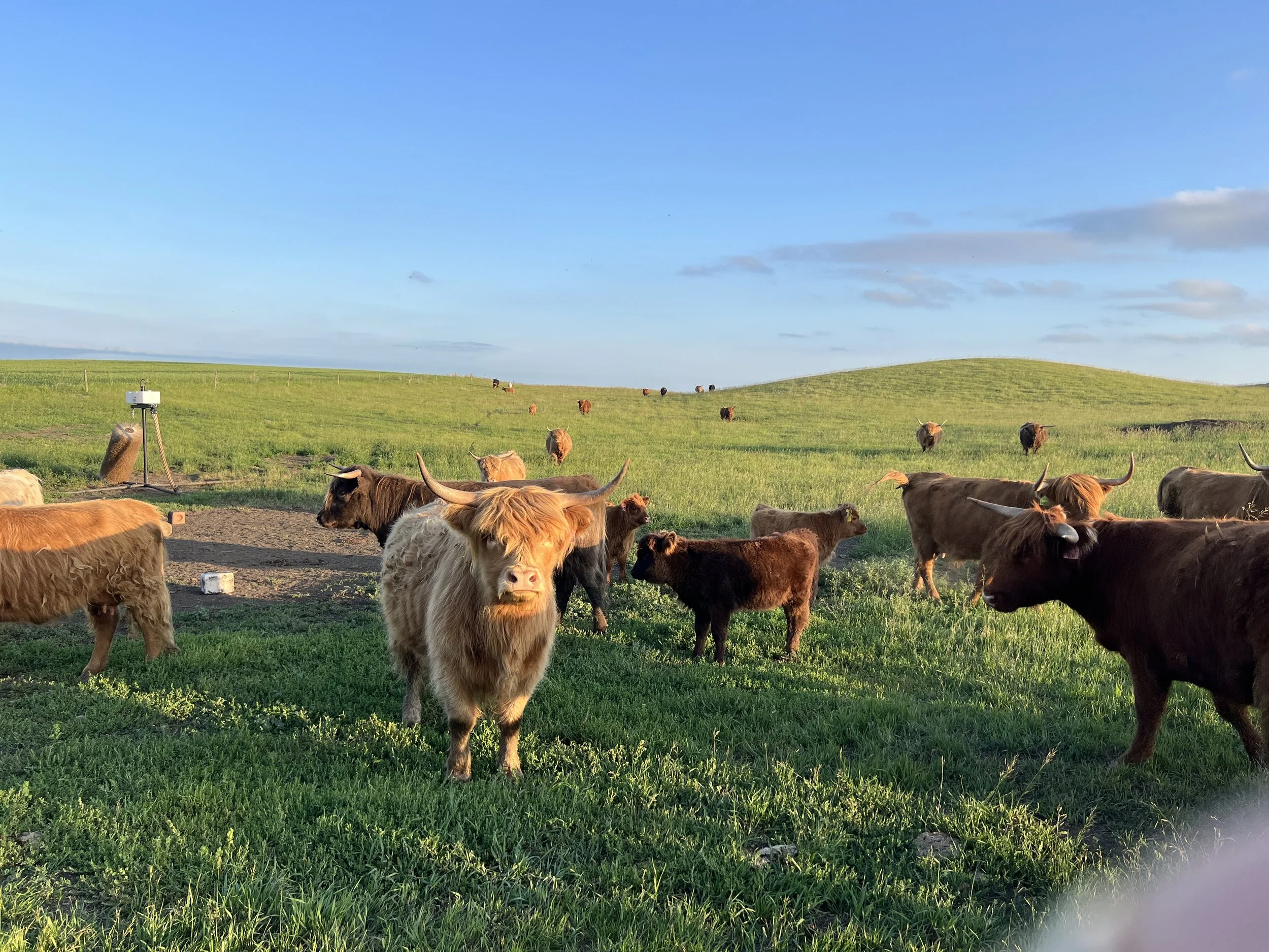 Cows.jpg