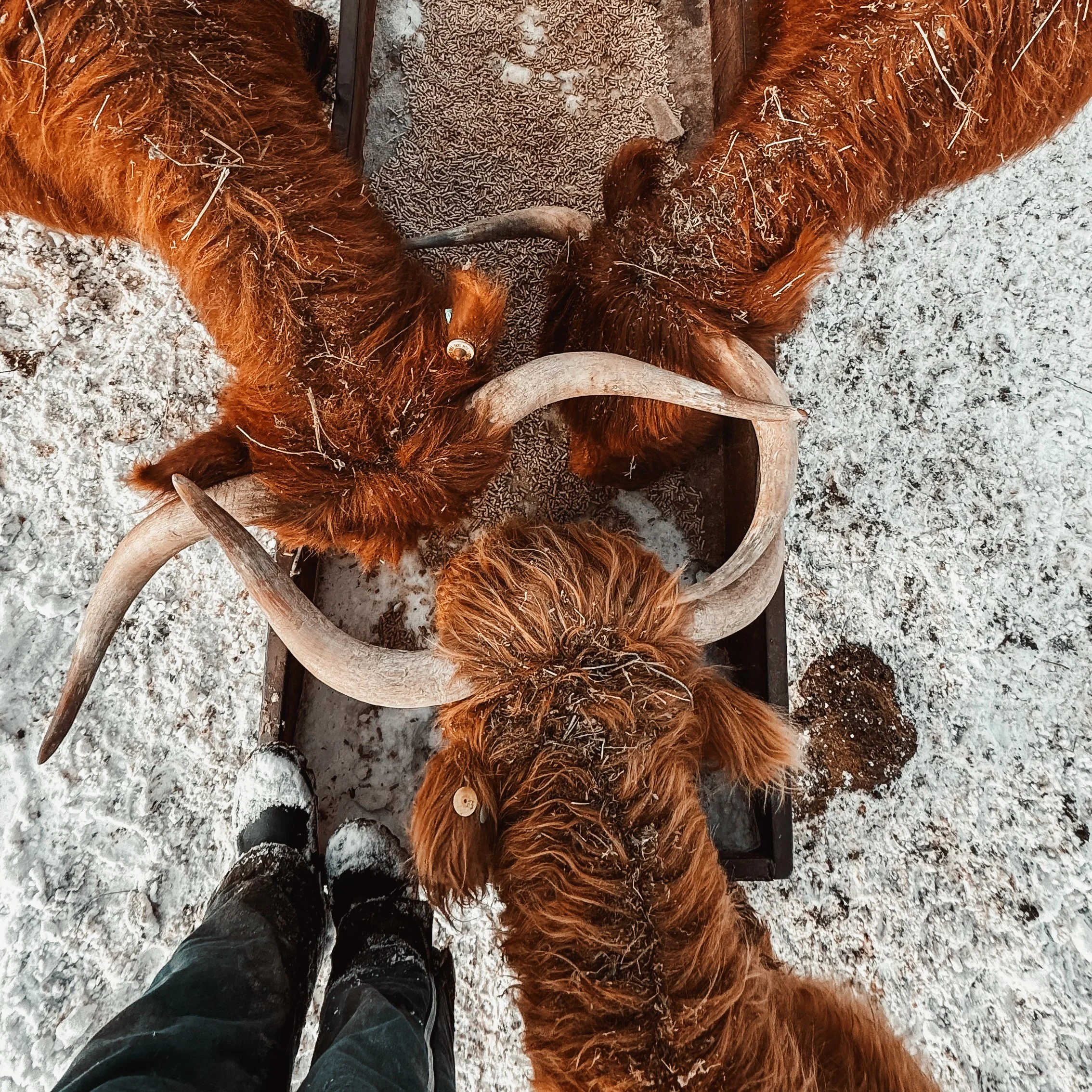 Cows.jpg
