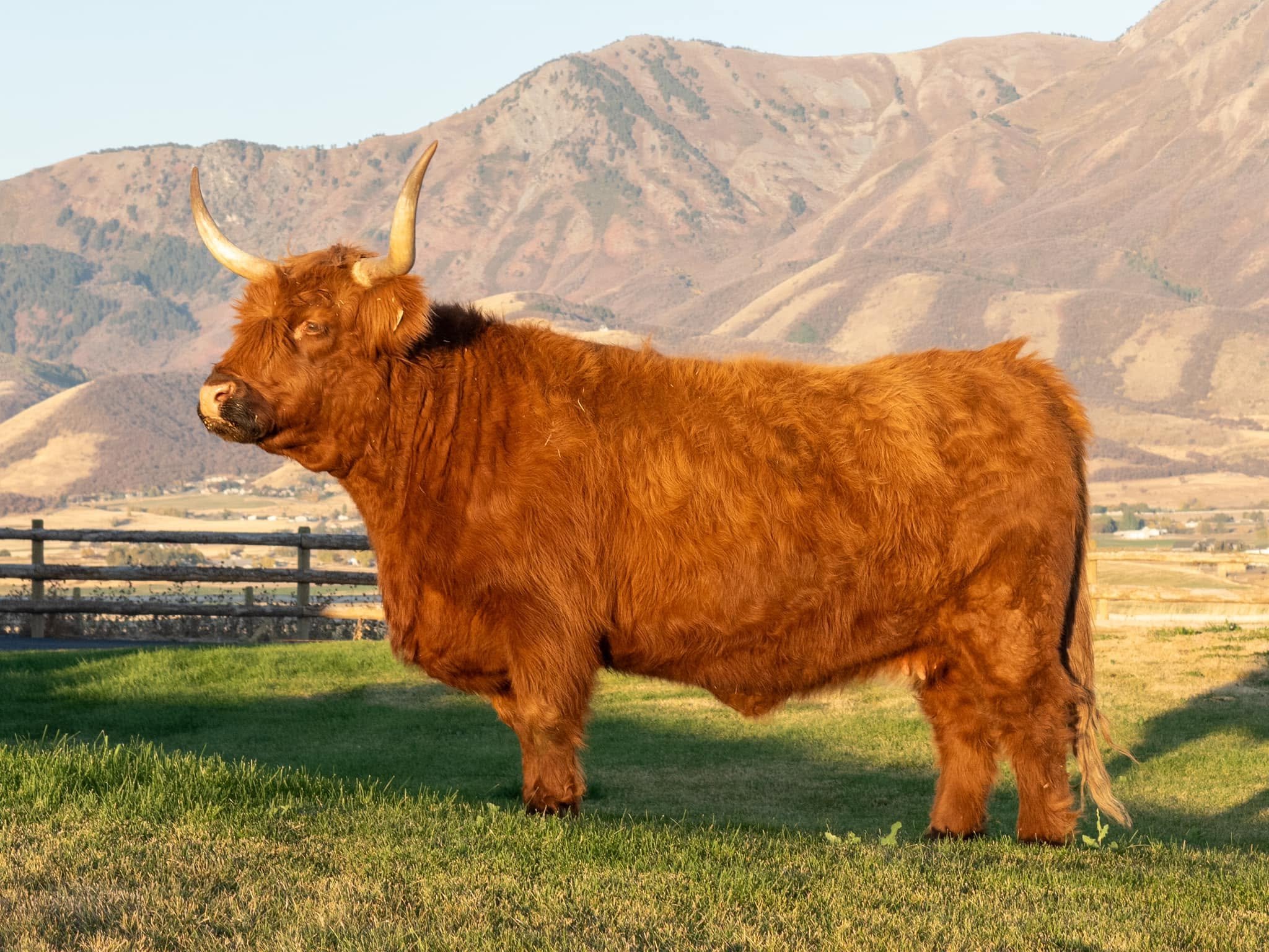 Progeny - Honey Creek Roxanne - 57,149
