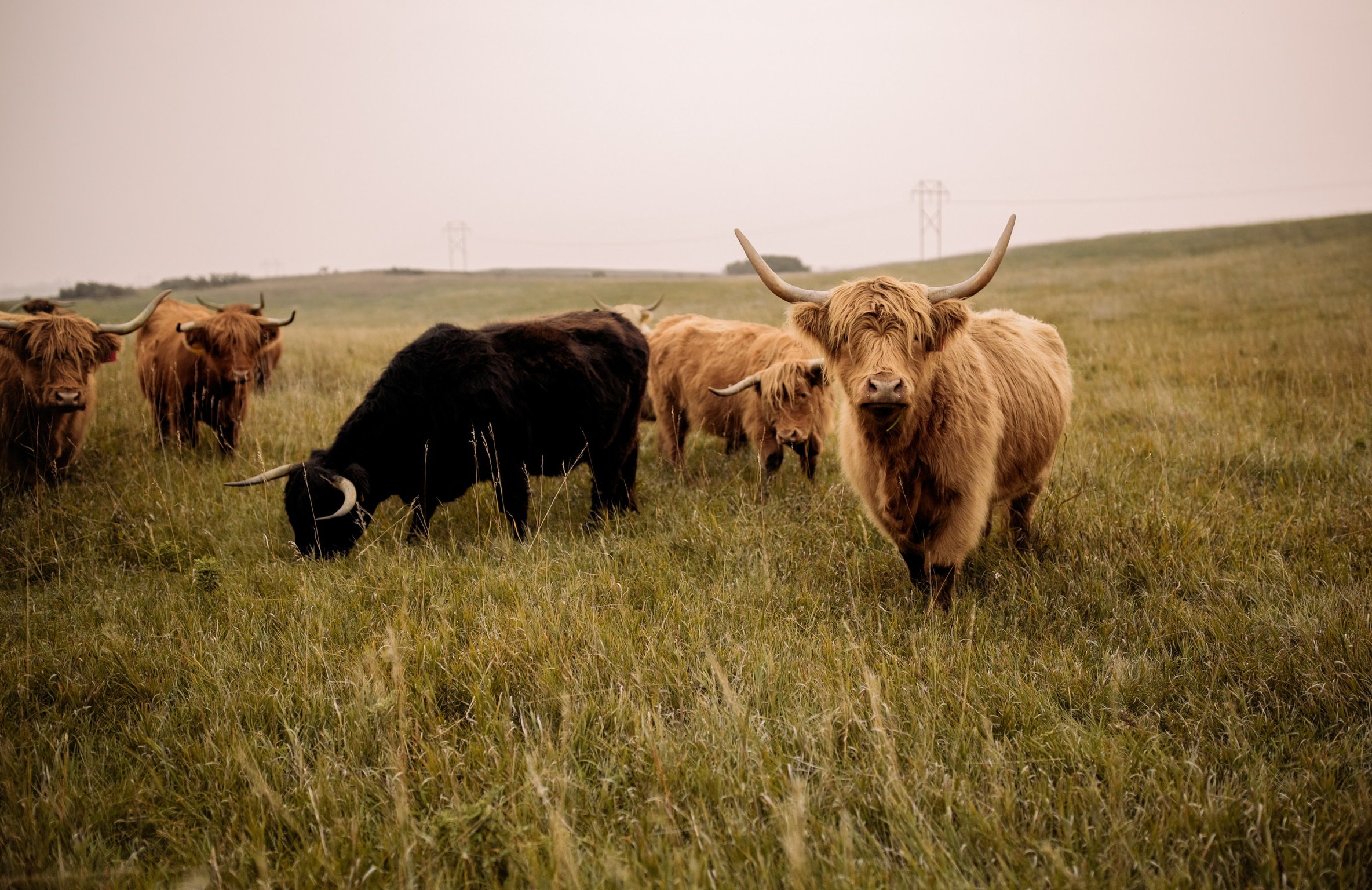 Cows.JPG