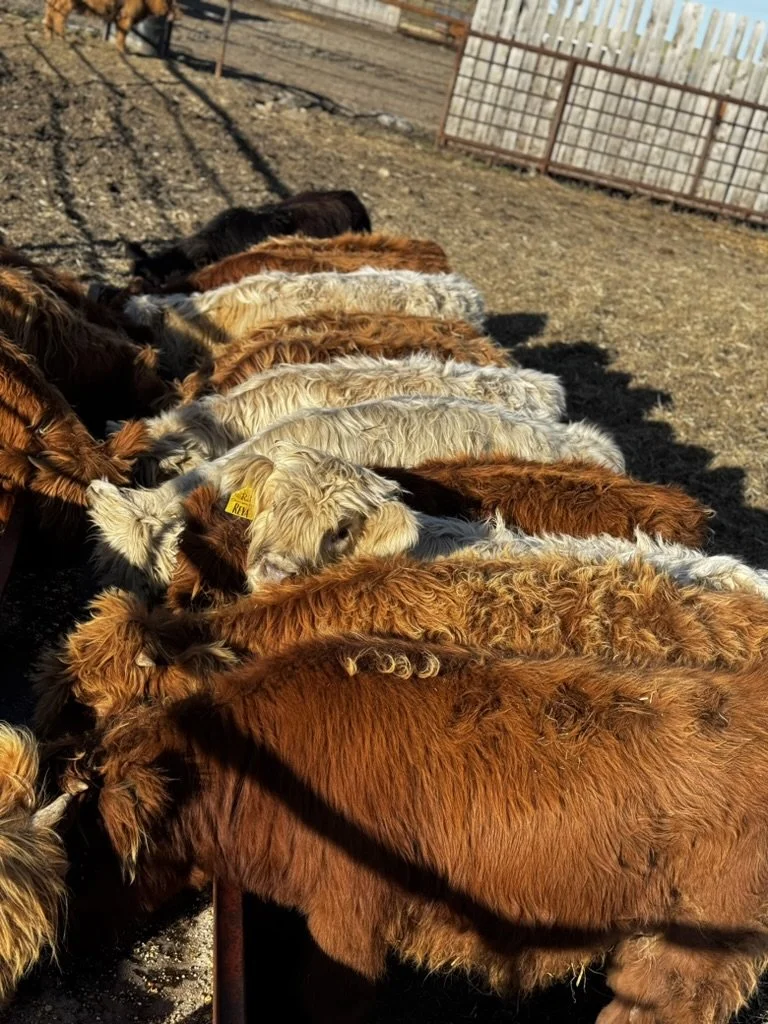 Calves.jpeg