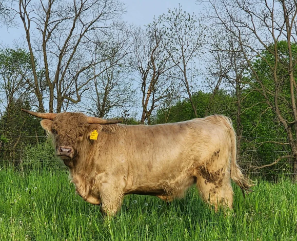 Sire - Somerset Brodie Axel 63477