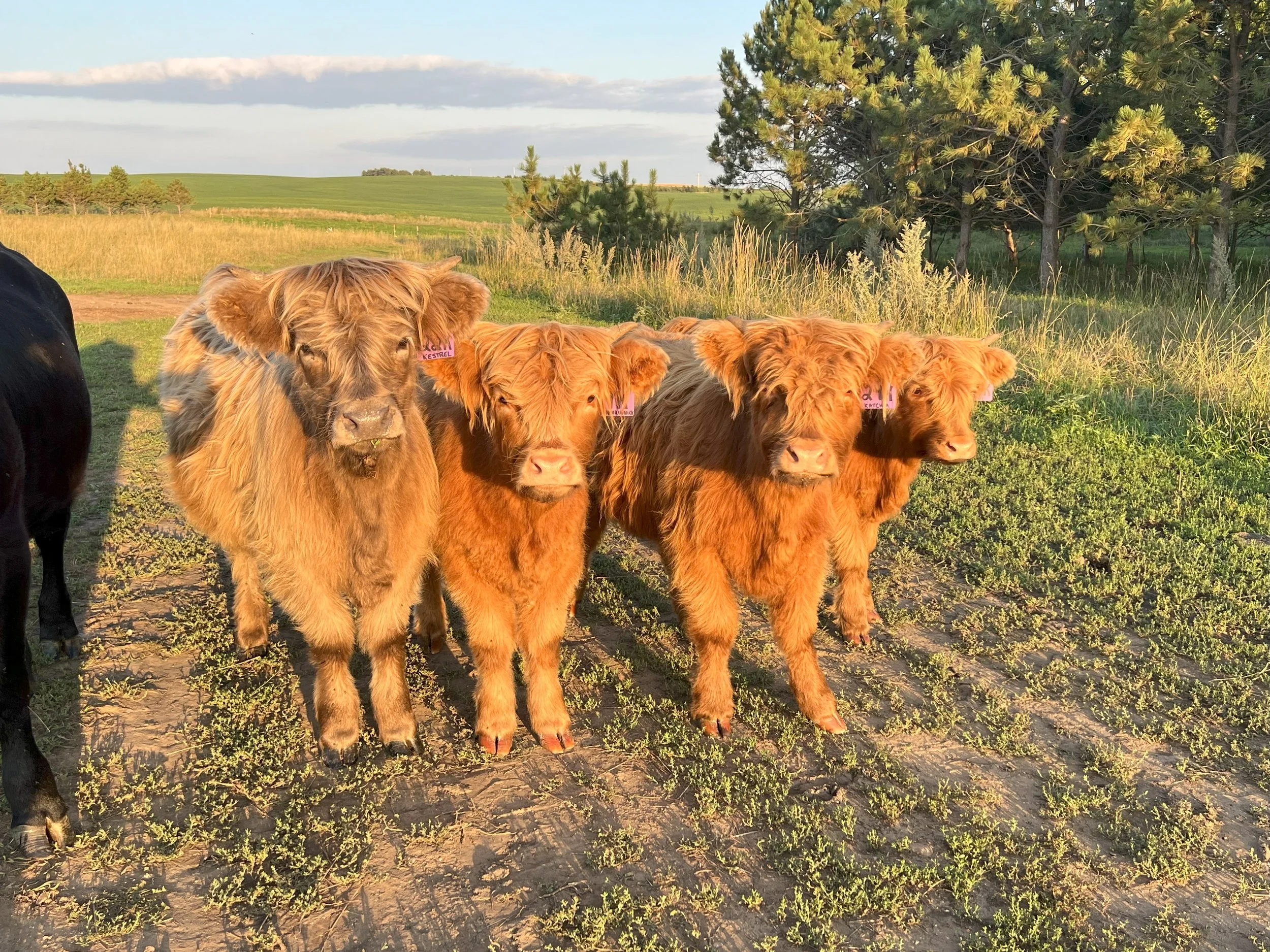 calves.jpg