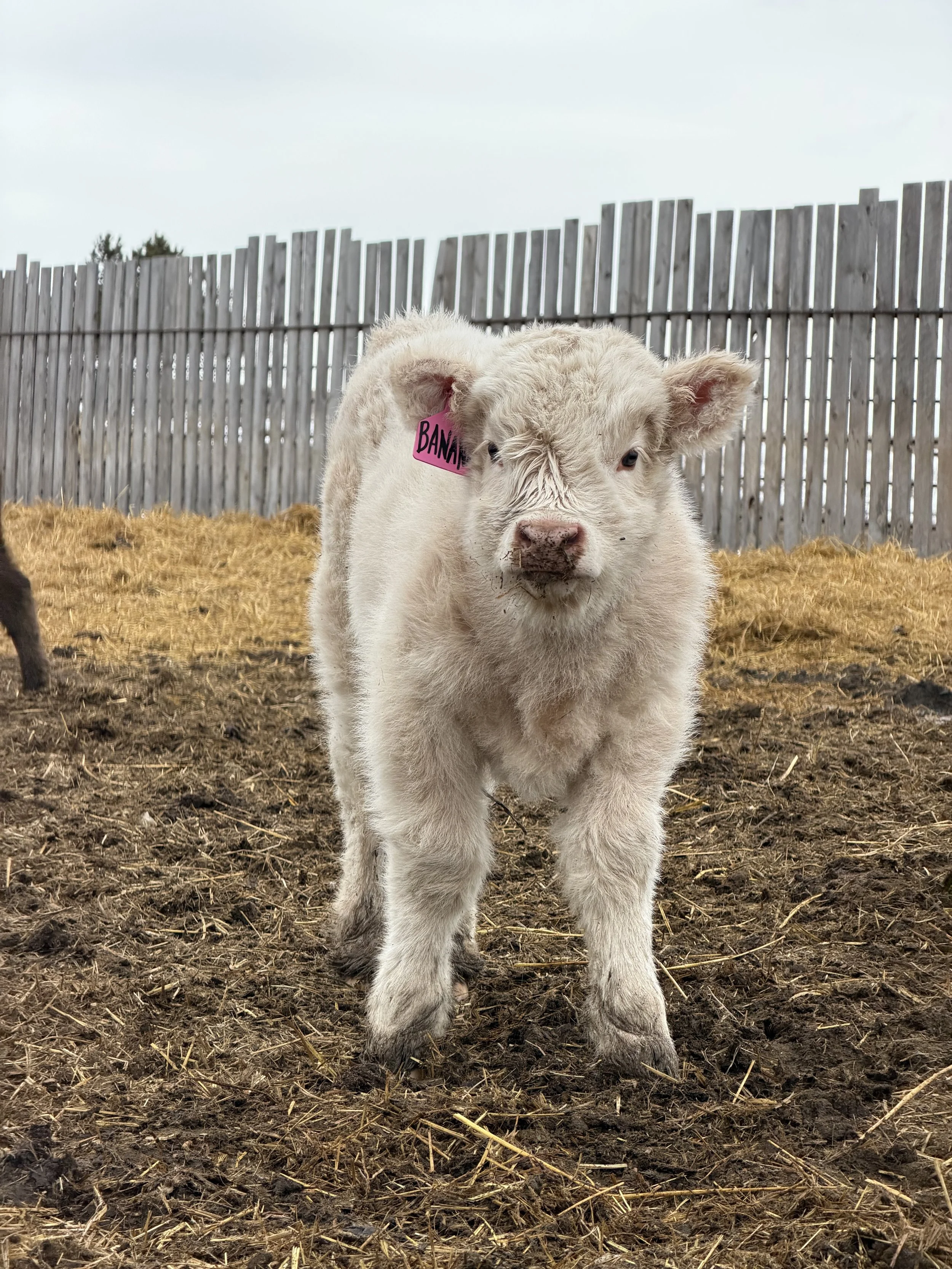 Banana Calf.jpg
