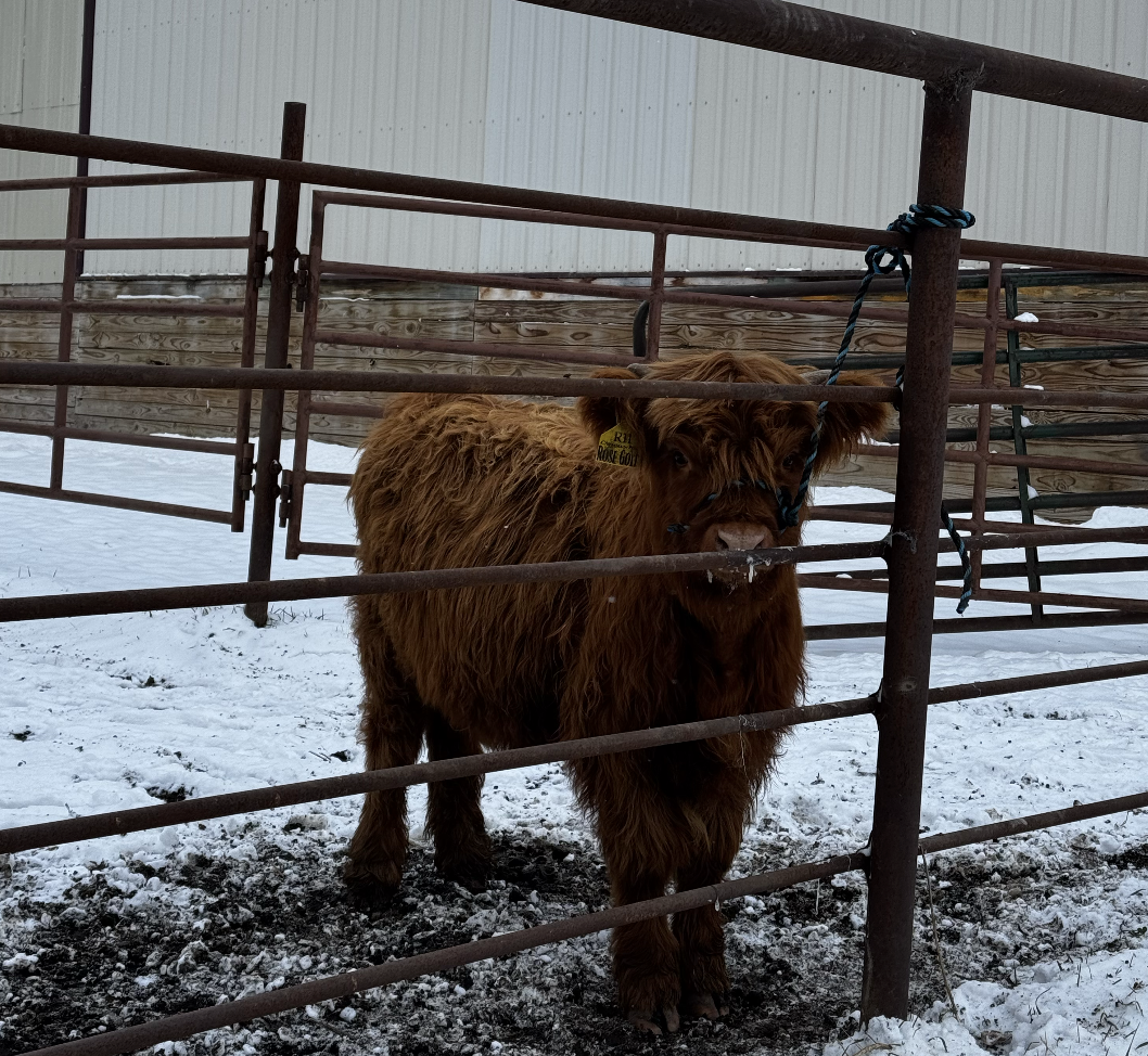 Screenshot 2025-12-08 at 8.32.42 PM.png