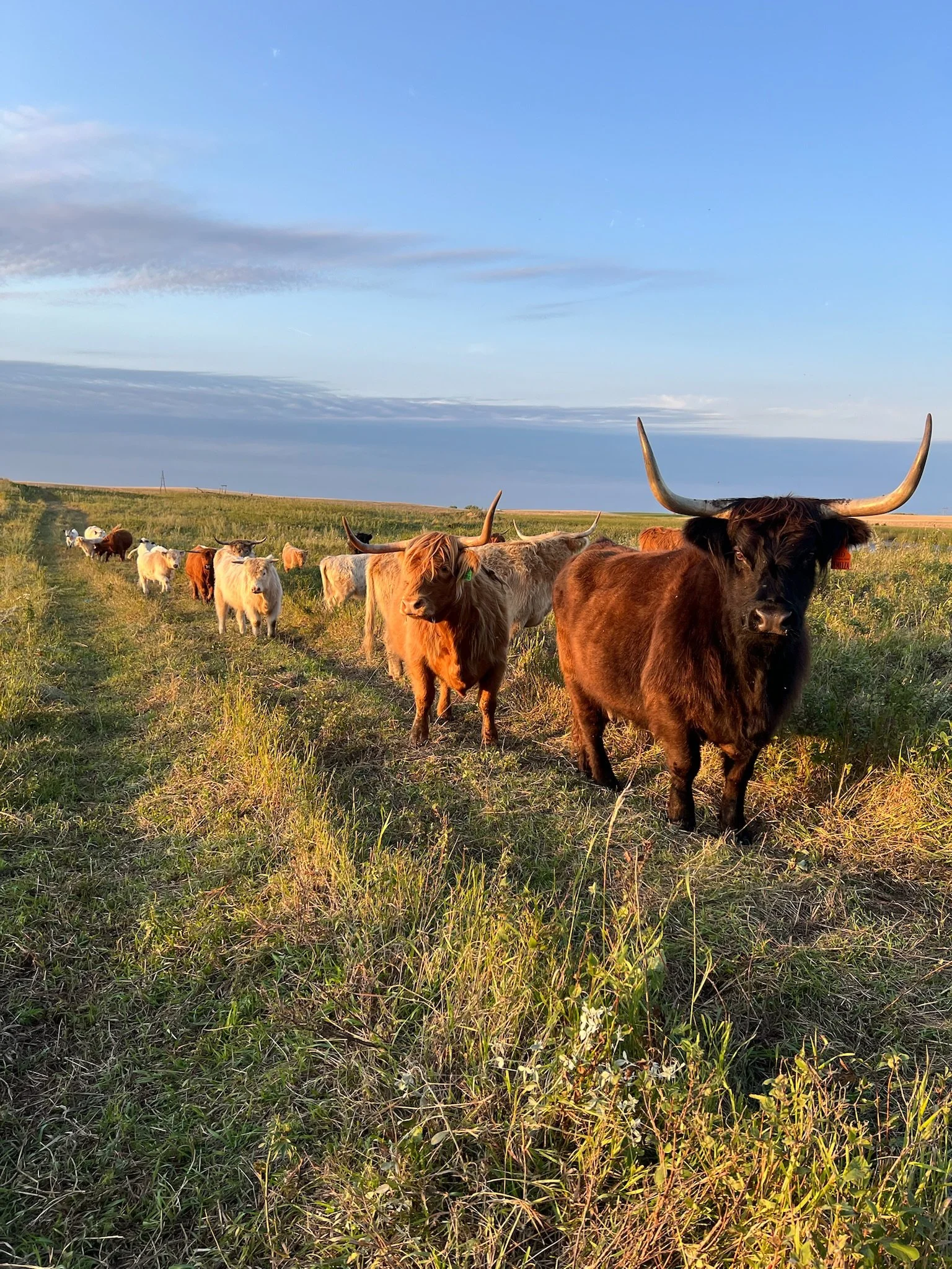 Cows.JPG