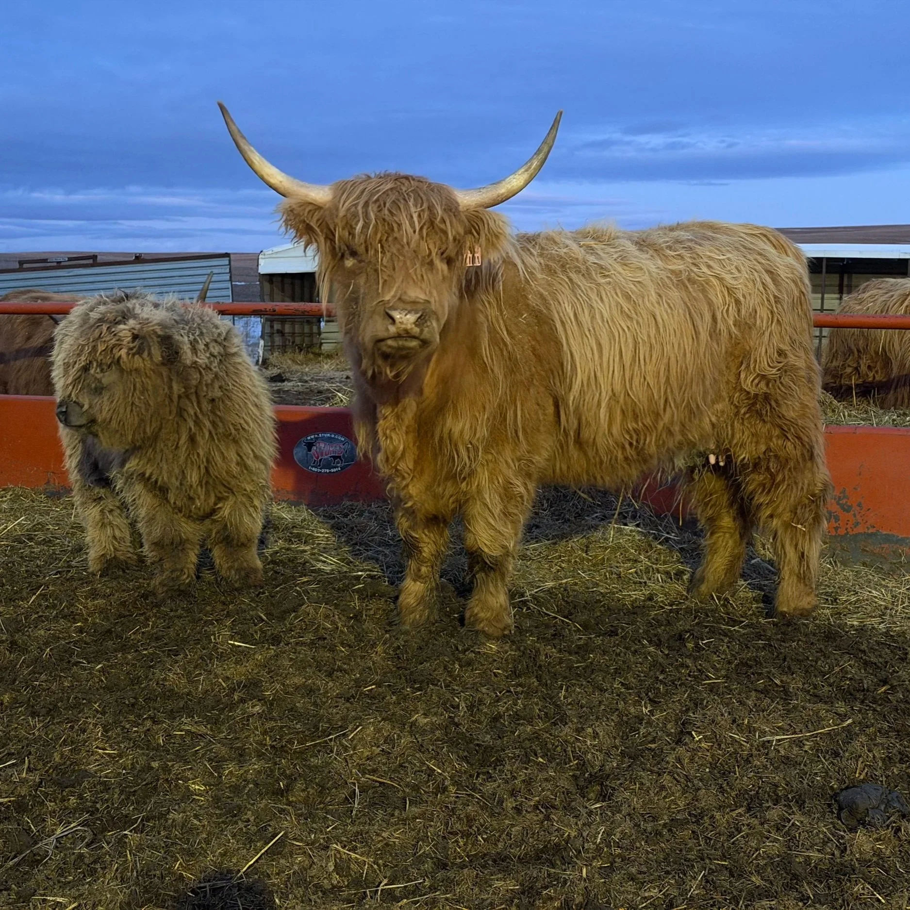 Katchia of Black Powder (Bred Cow + Calf at Side) - PENDING