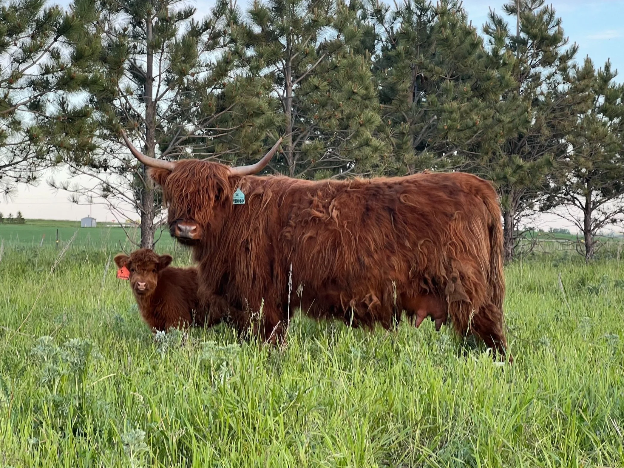 fashionista and calf.jpg