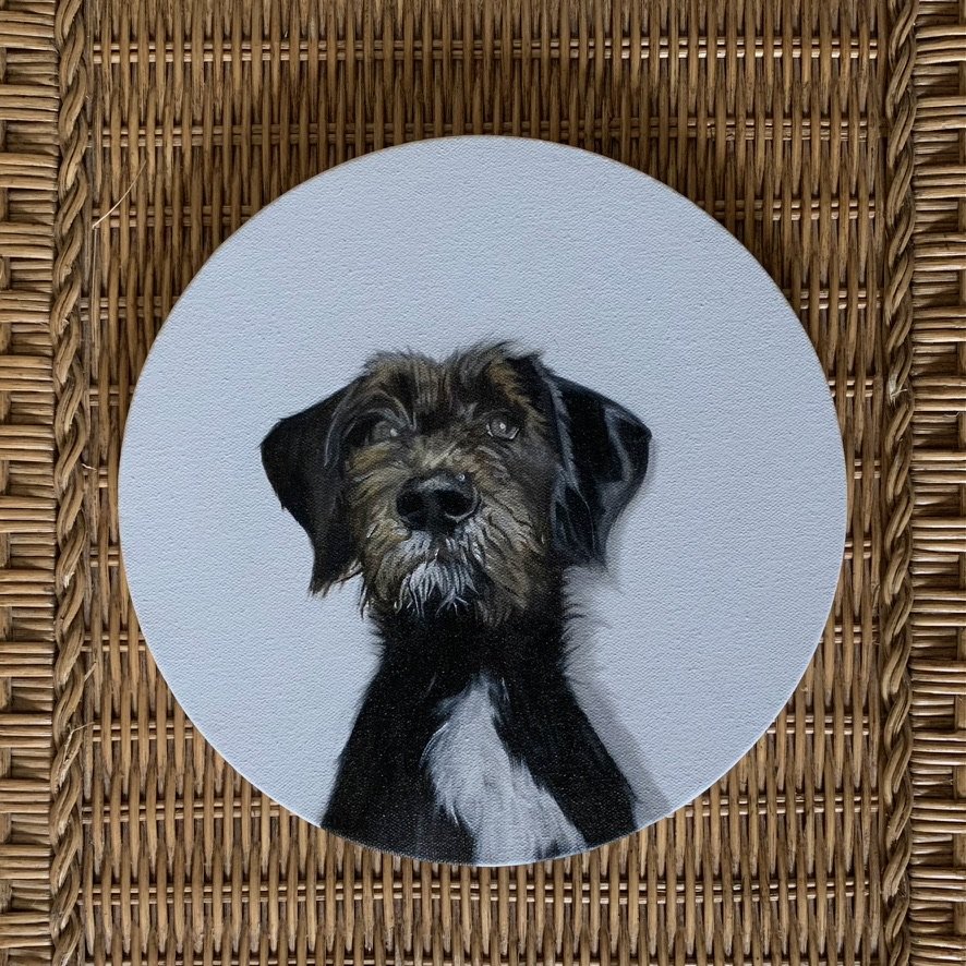Pet Portraits