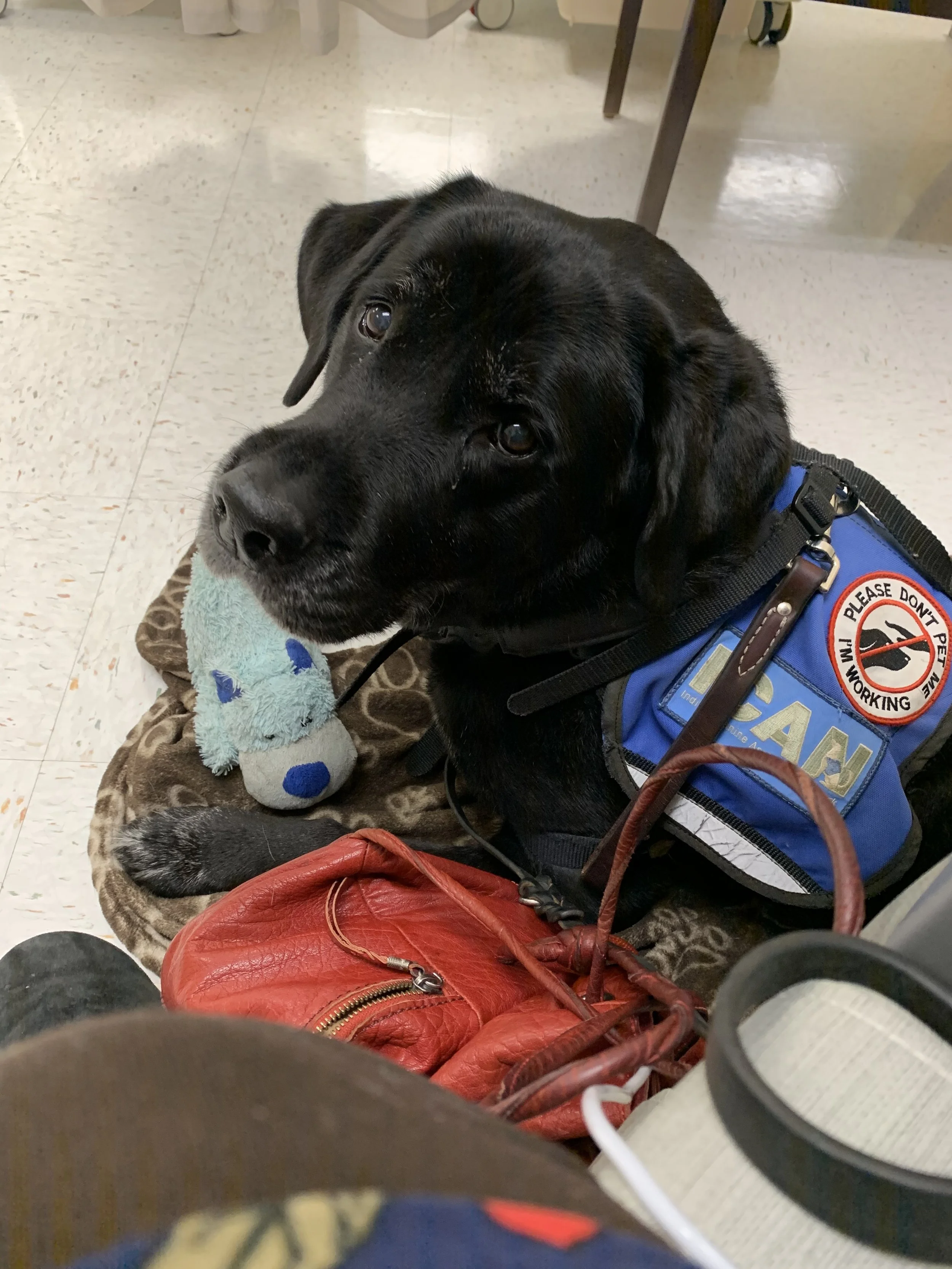 Wings, Wheels and Dogs: Tips for Managing Holiday Air Travel with Chronic Illness