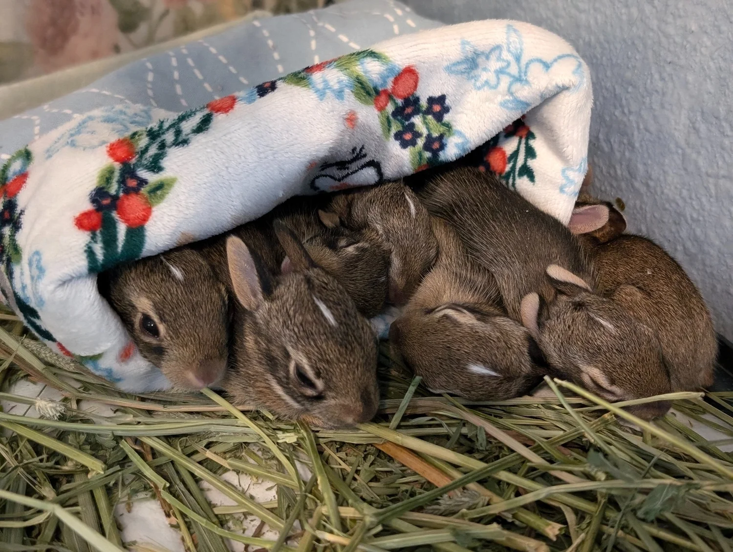 Wild Rabbit Rescue DFW Wildcare - Wildlife Rehabilitation Specializing in Cottontail Rabbits