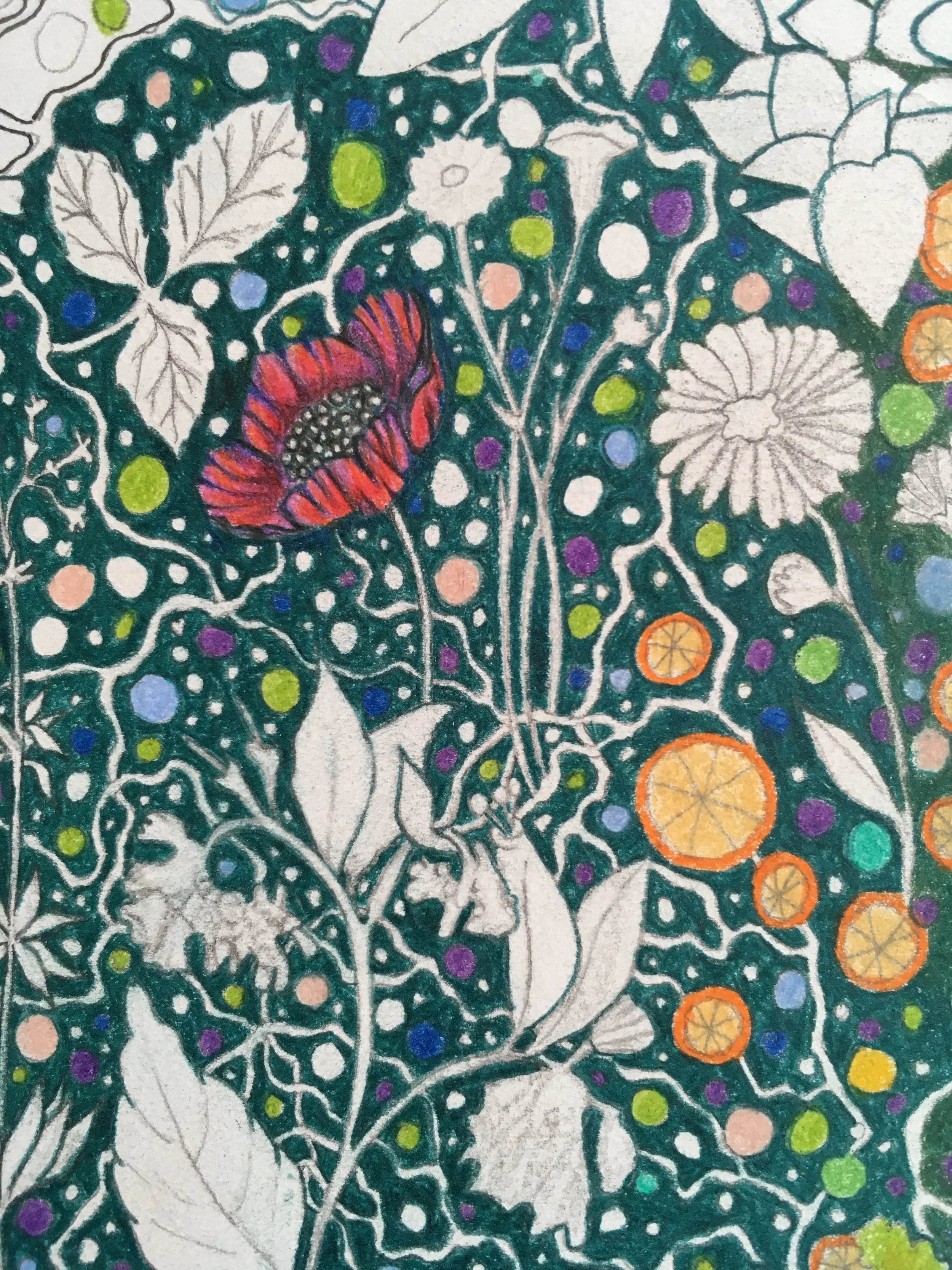 Coloured pencil drawing of flowers
