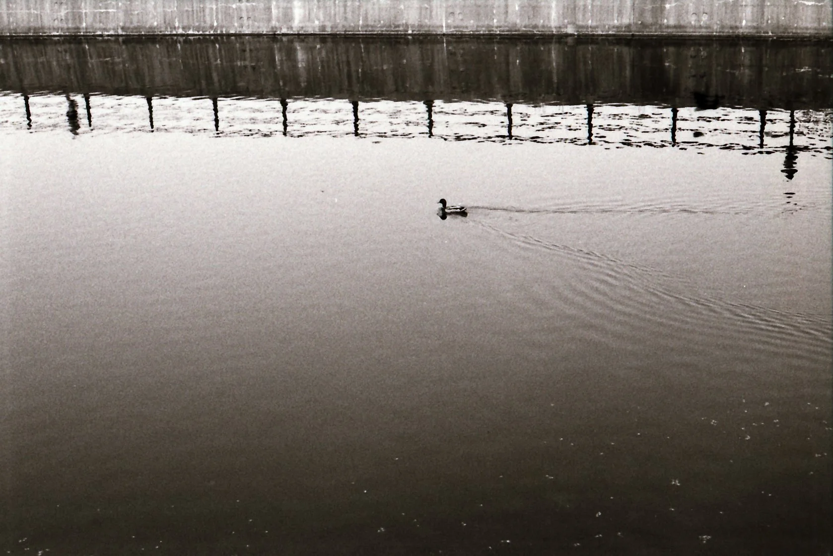 bird in the water.jpg