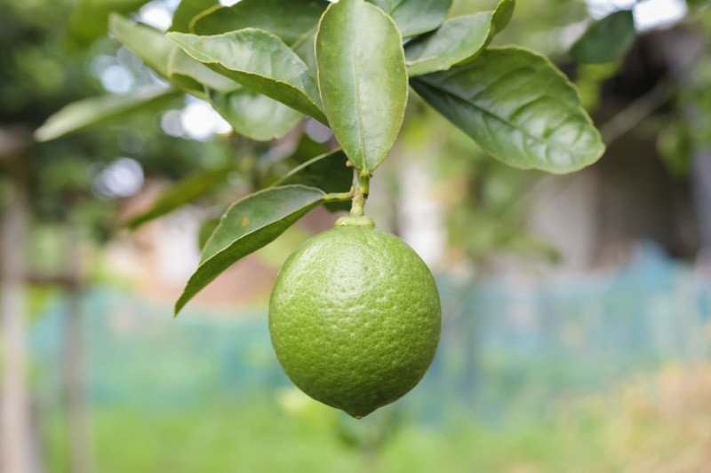 Citrus-latifolia-Bearss-Lime.webp.jpeg