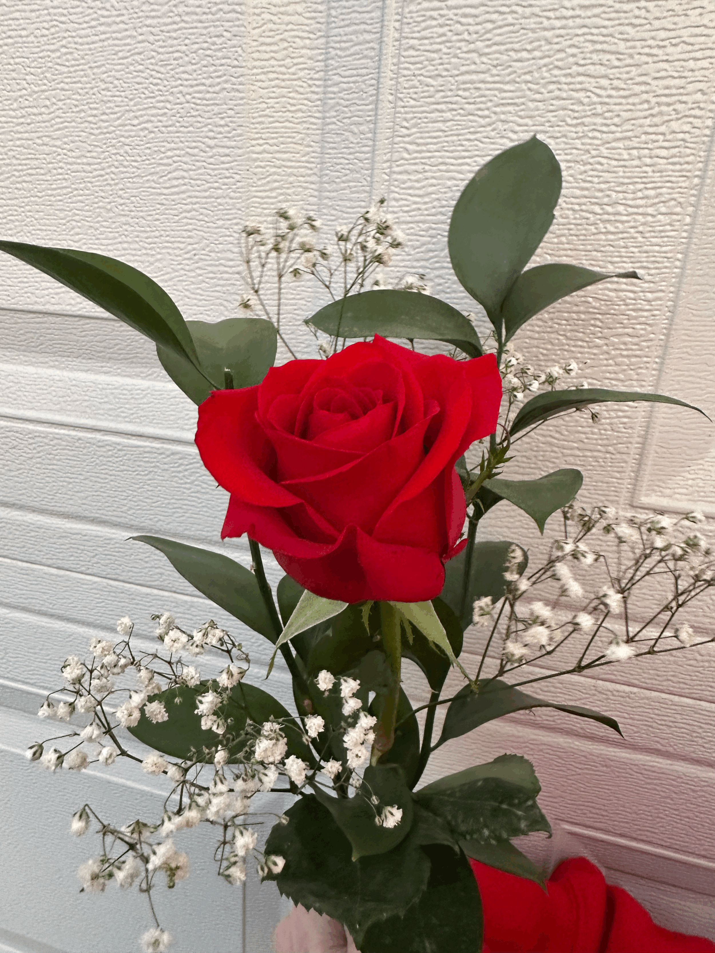 Bravo Rose – Celebrate a Year of Music